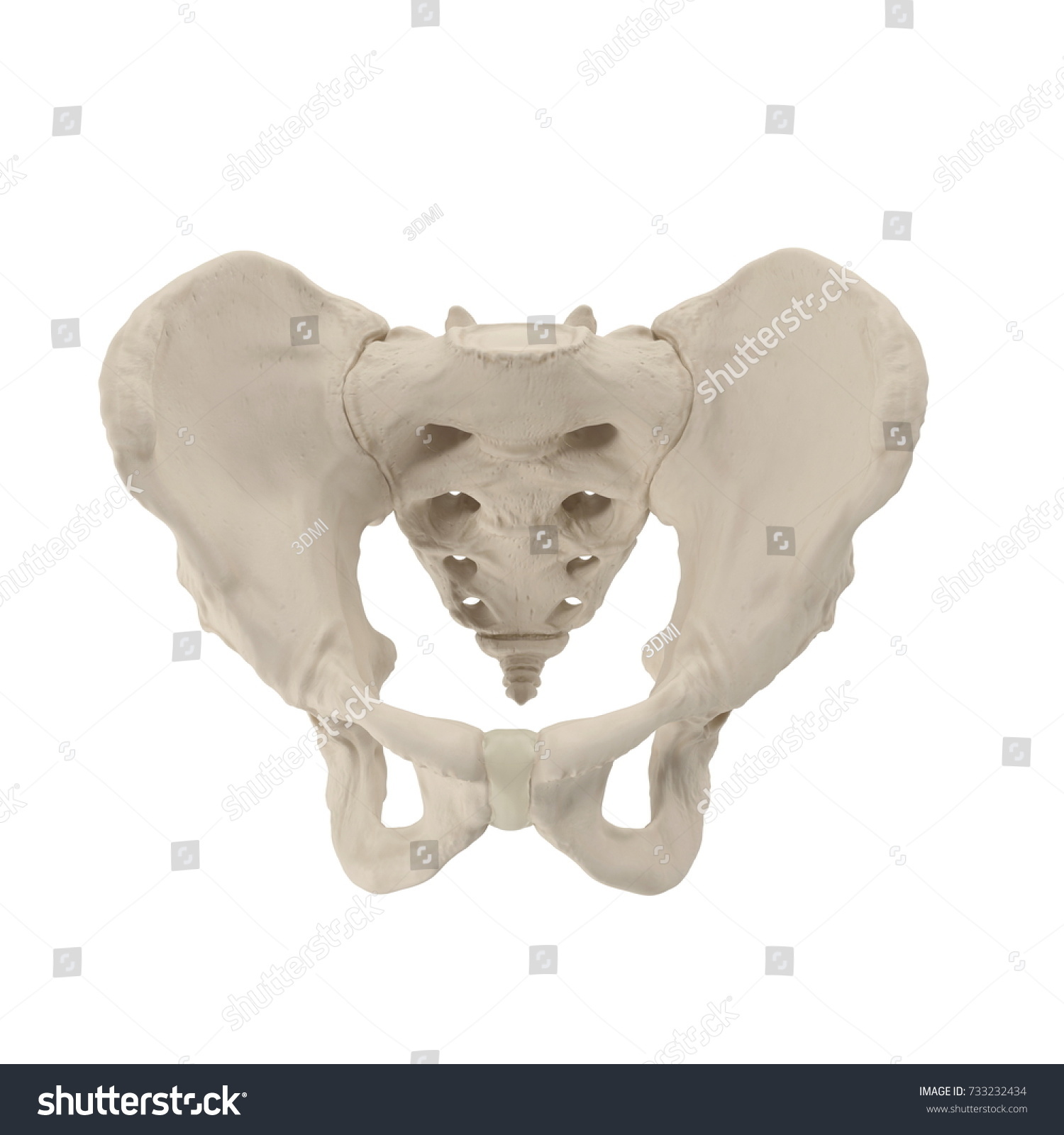 Male Pelvis Skeleton On White 3d Stock Illustration 733232434