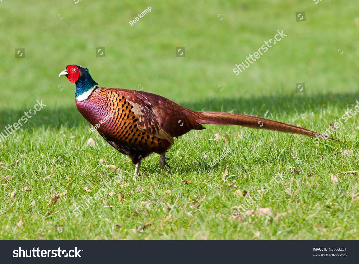 Male Pheasant Full Side View On Grass In Sunshine Stock Photo 93658231 ...