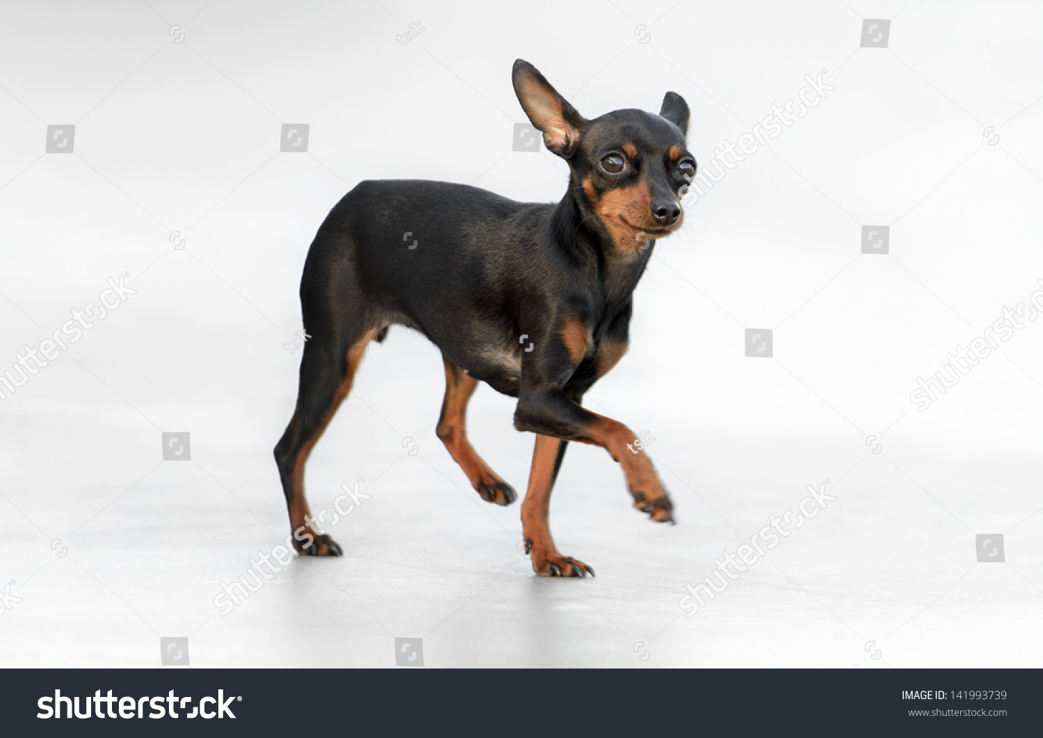 Male Pincher Toy Dog Stock Photo 141993739 - Shutterstock