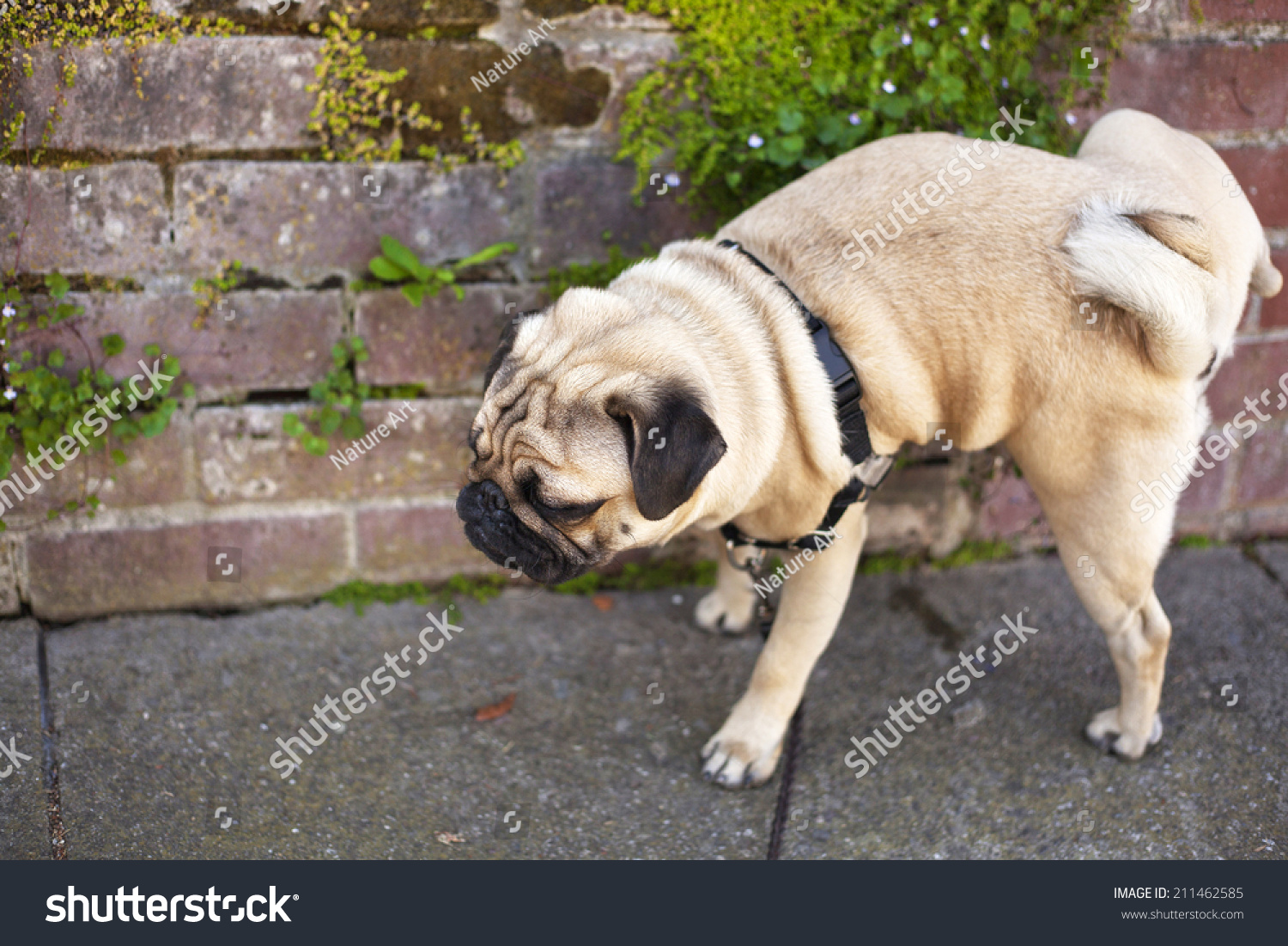 stock-photo-male-pug-dog-is-pissing-on-the-wall-of-red-bricks-211462585.jpg