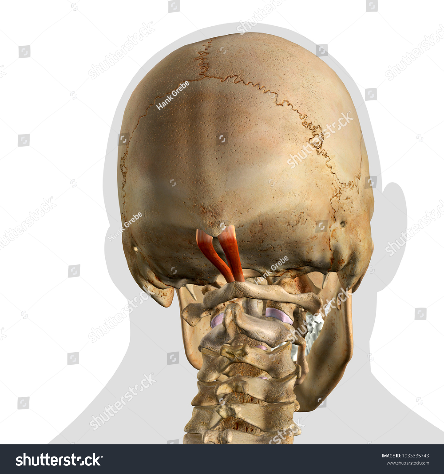 Capitis Rectus Masculino Músculos Del Cuello Ilustración De Stock 1933335743 Shutterstock 0453