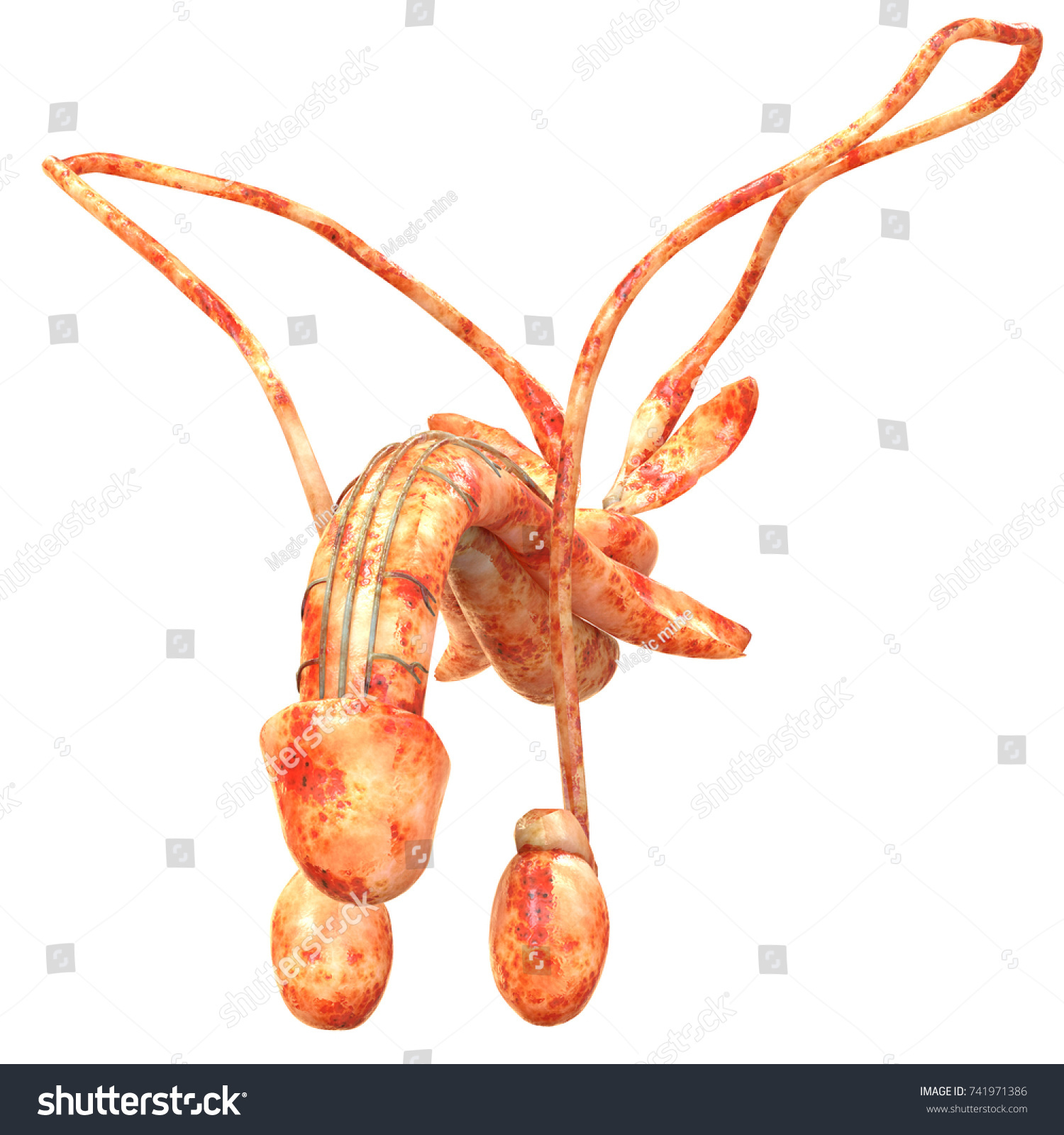 Male Reproductive System Anatomy D Stock Illustration Shutterstock