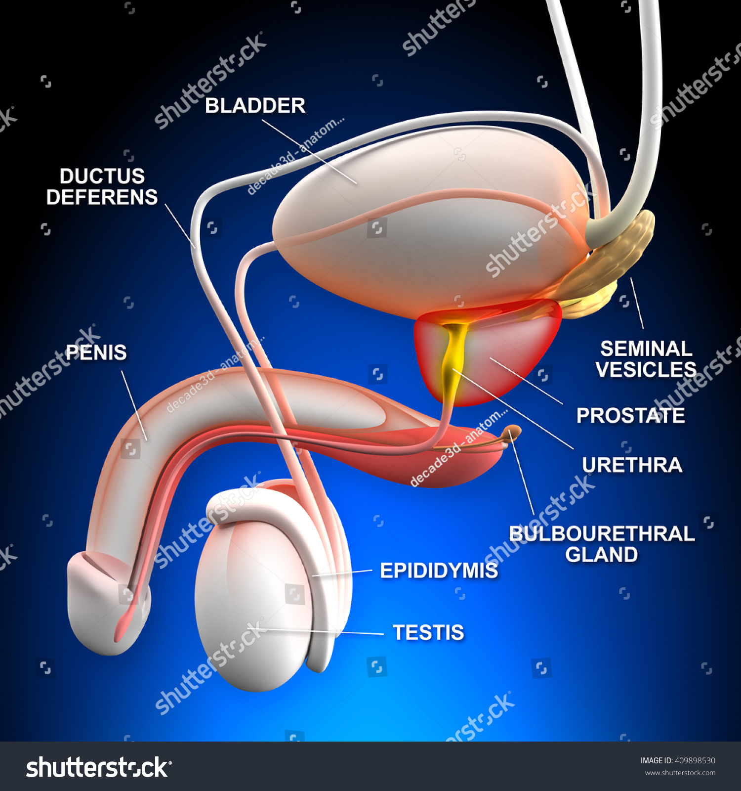 Male Reproductive System 3d Illustration 409898530 Shutterstock