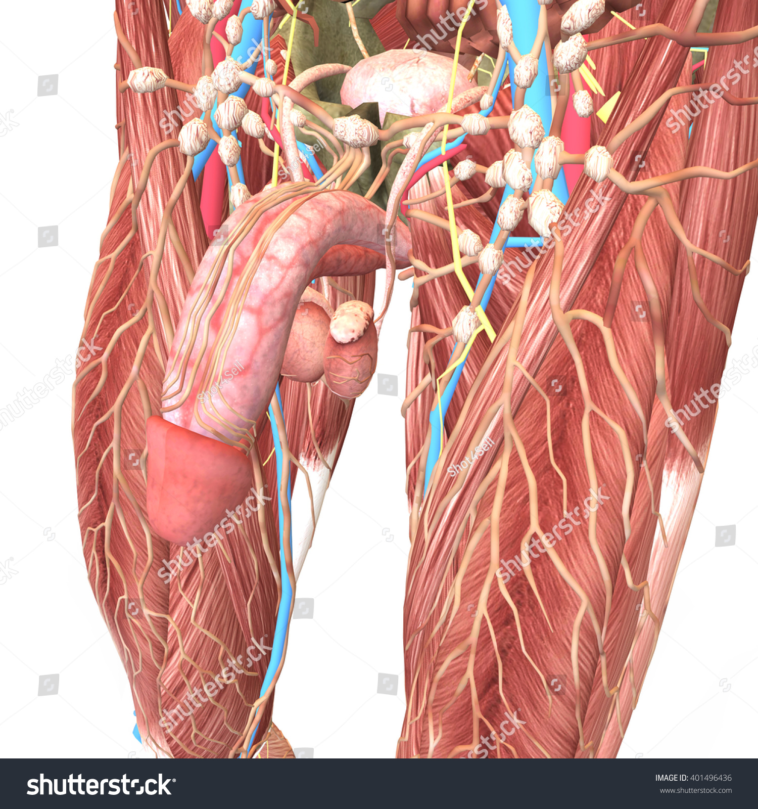 Male Reproductive System 3d Render Stock Illustration 401496436 