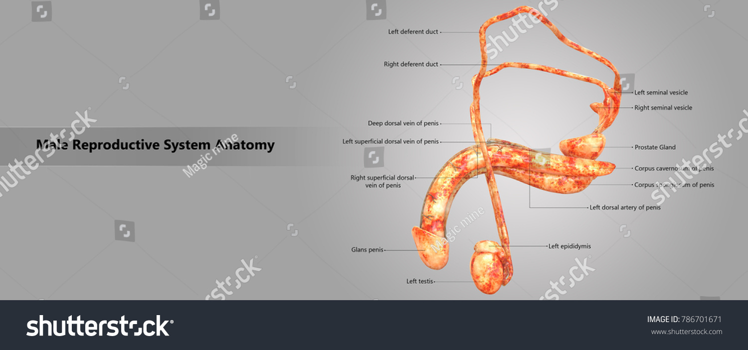 Male Reproductive System Labels Anatomy Lateral 库存插图 786701671 Shutterstock 