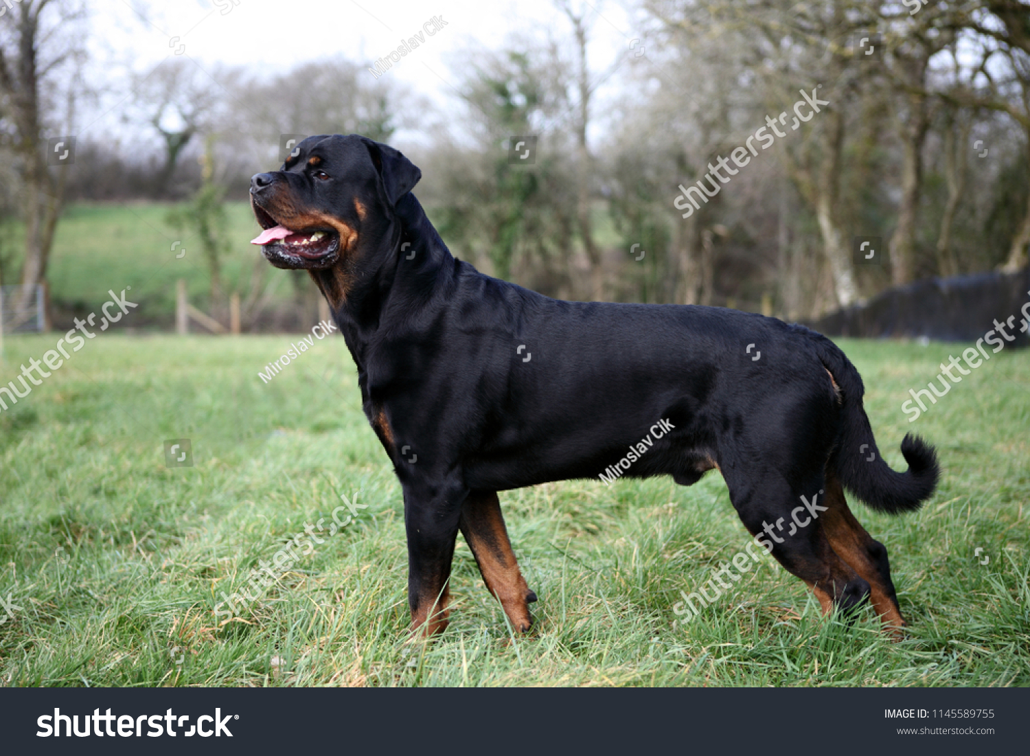 Rottweiler sales undocked tail