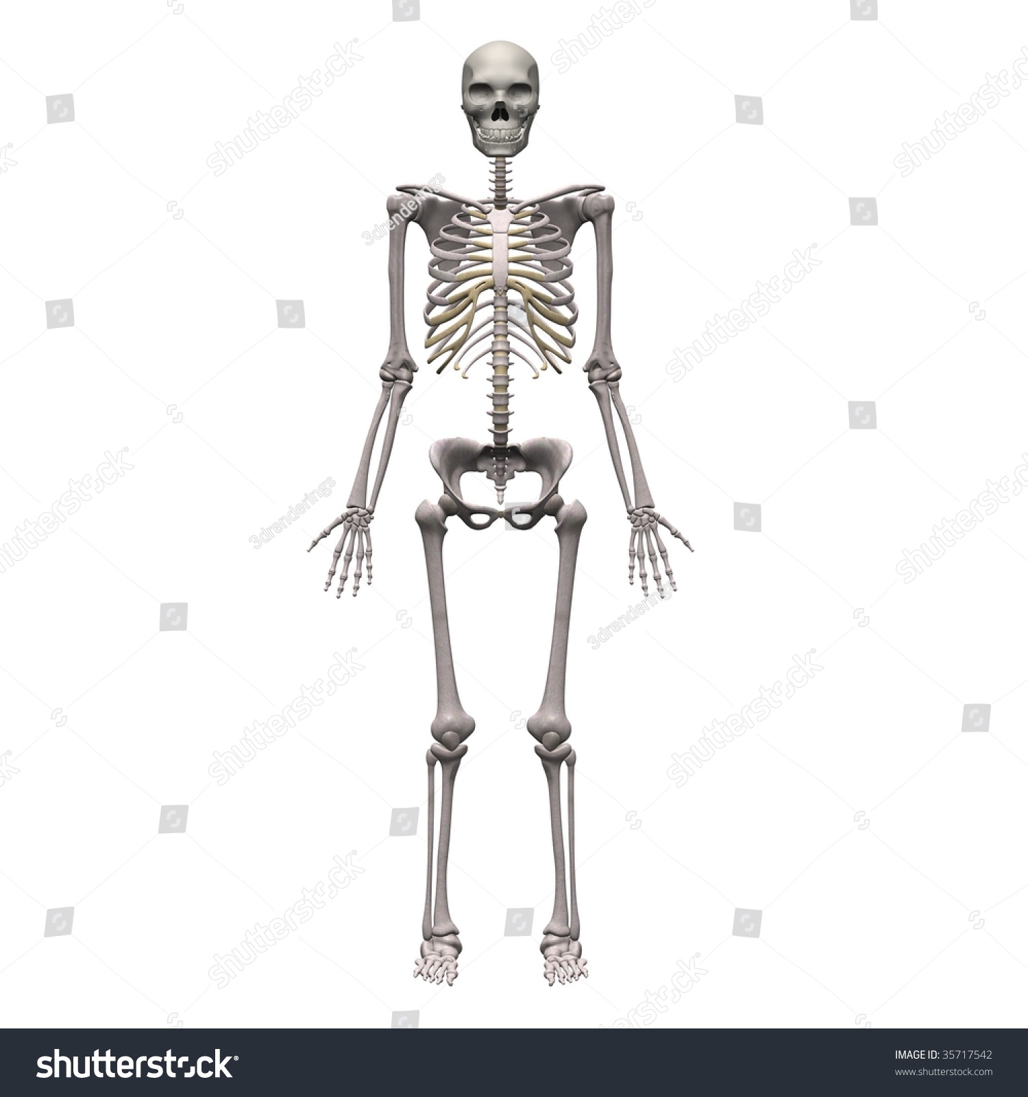 Male Skeleton Stock Photo 35717542 : Shutterstock