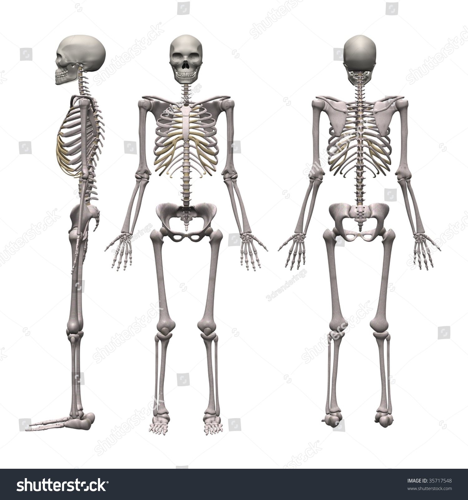 mens skeletoes