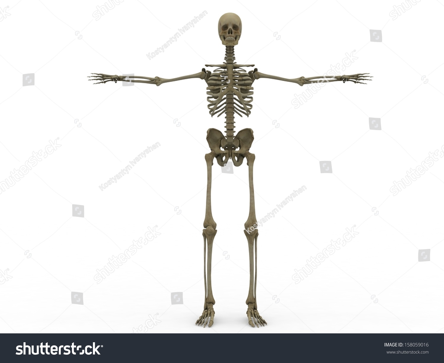 Male Skeleton Full Frontal Skeleton Stock Illustration 158059016 ...