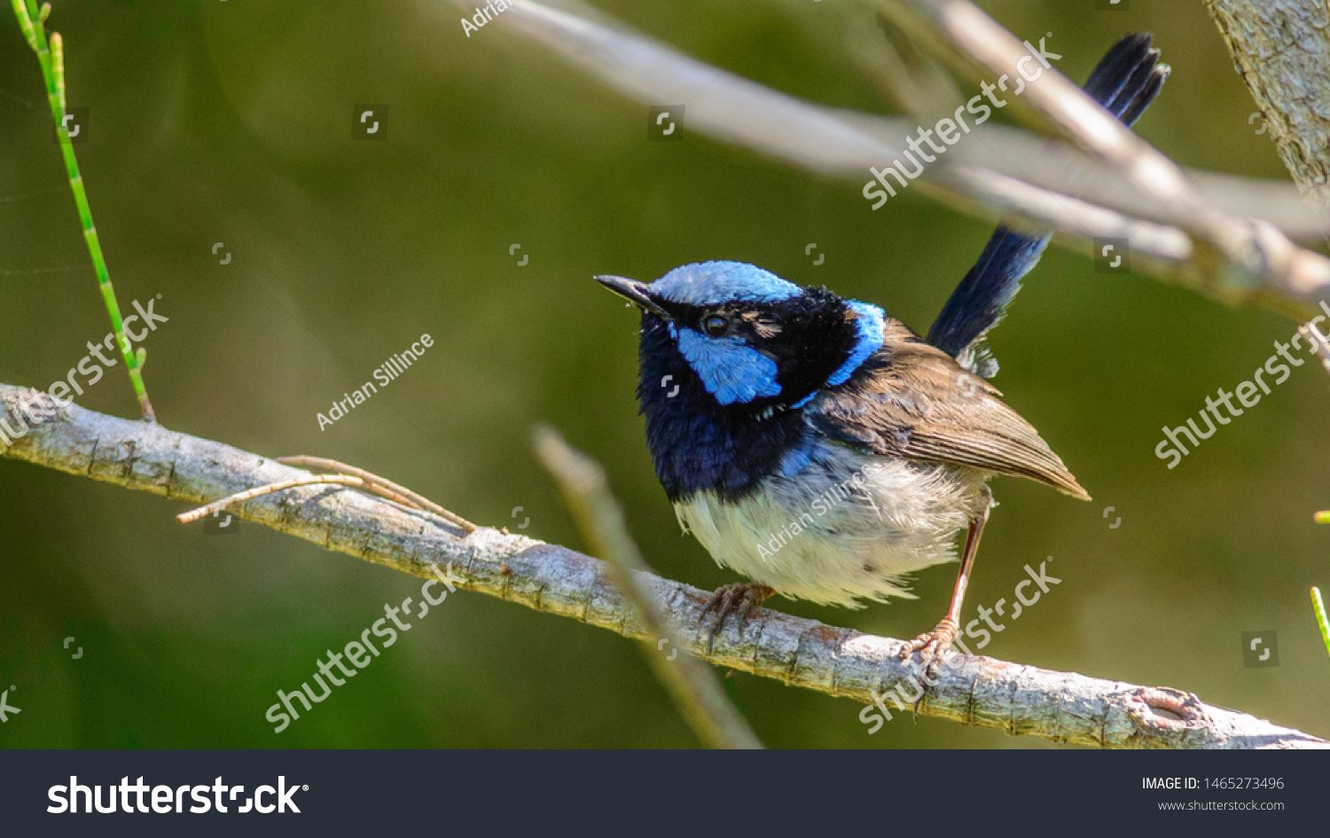 Male Superb Fairy Wren Australia Stock Photo (Edit Now) 1465273496