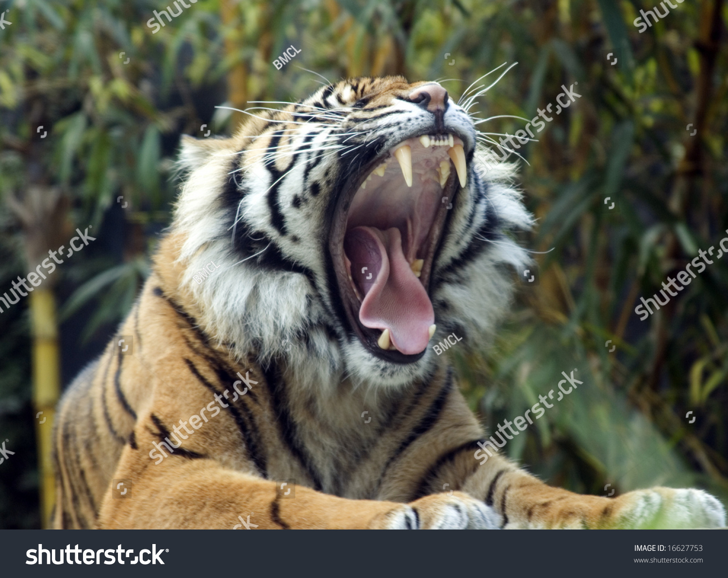 Male Tiger Roaring Stock Photo 16627753 | Shutterstock