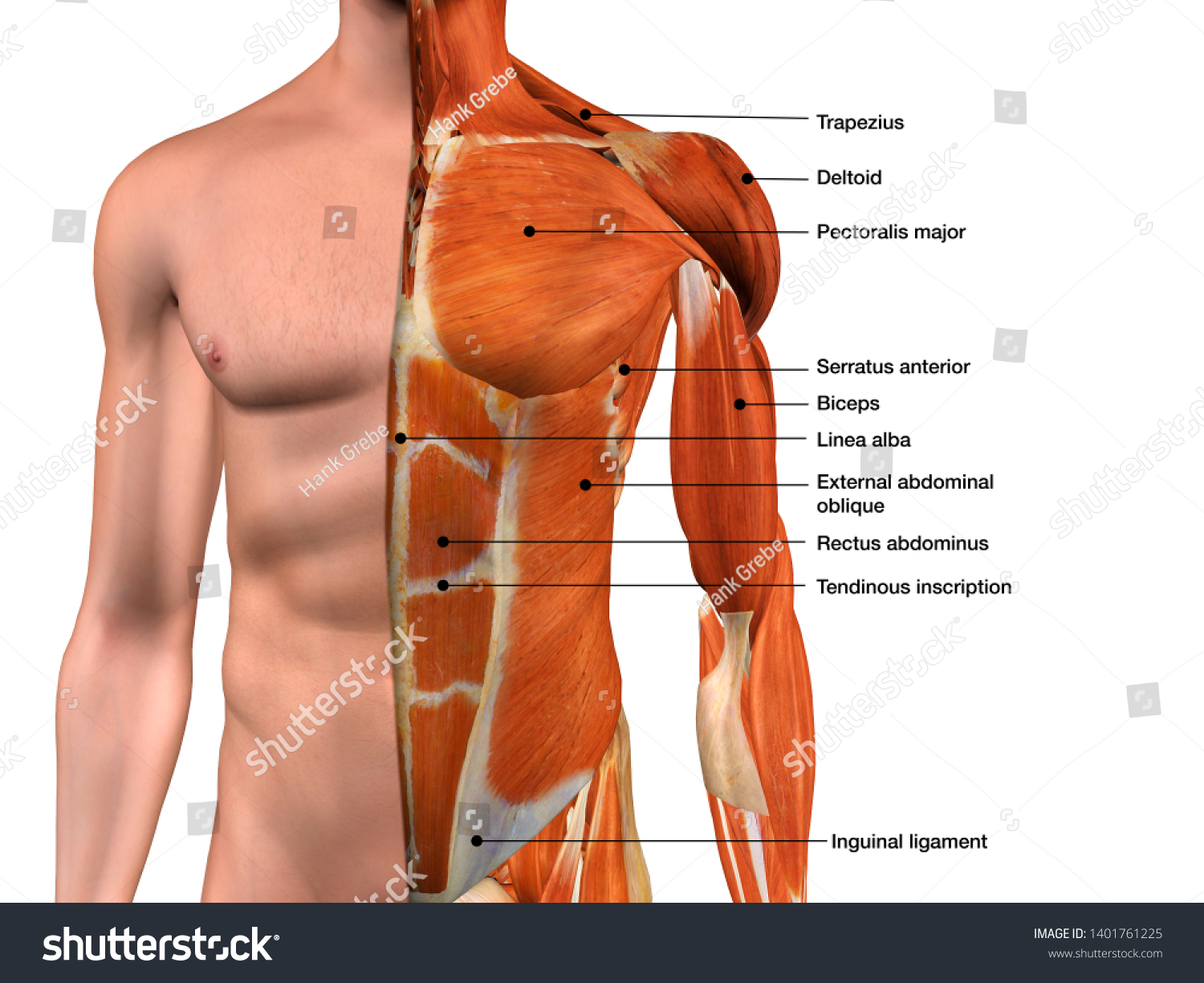 Male Torso Muscle Anatomy Labeled Cutaway Stock Illustration