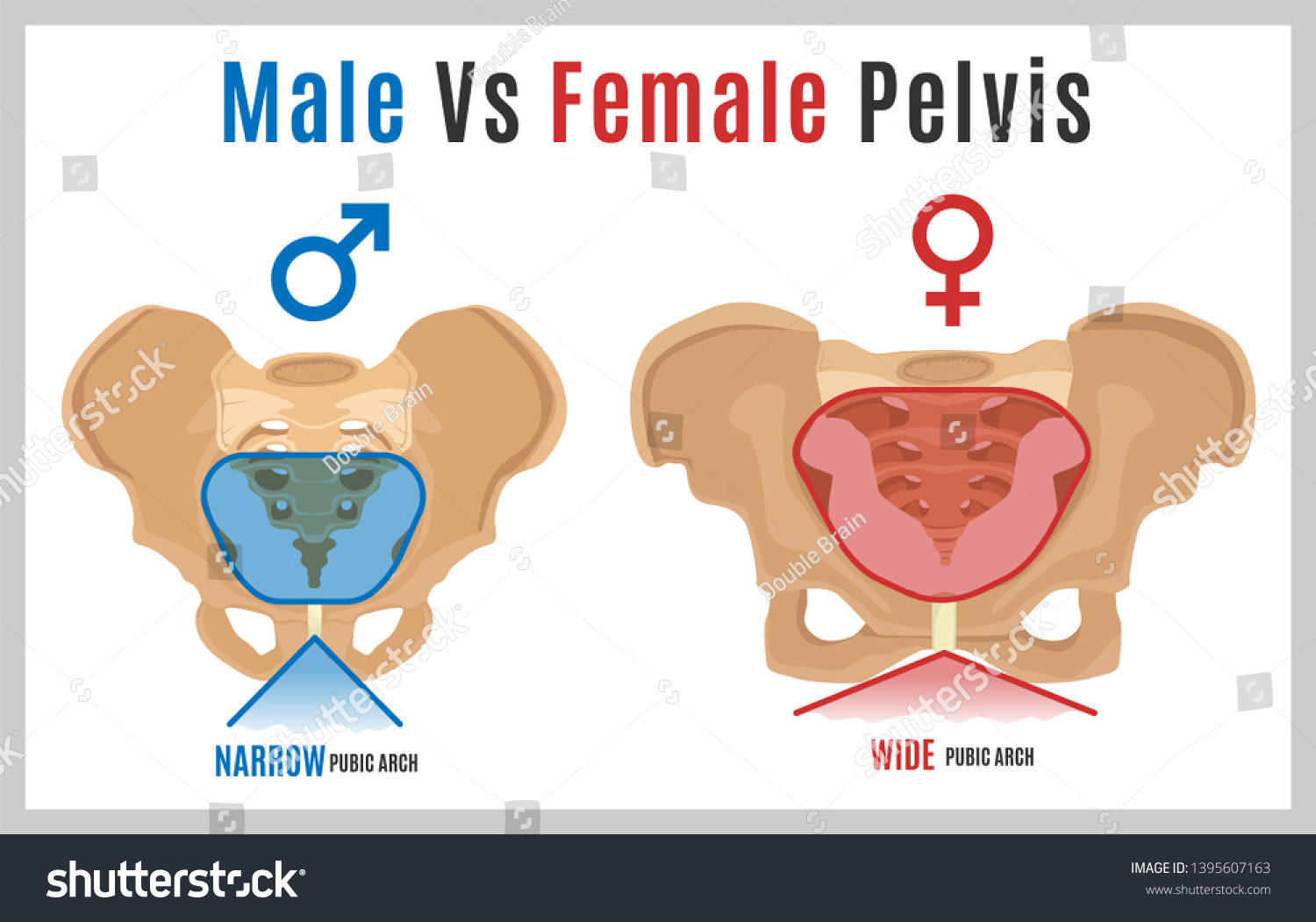 Male Vs Female Pelvis Main Differences: стоковая иллюстрация