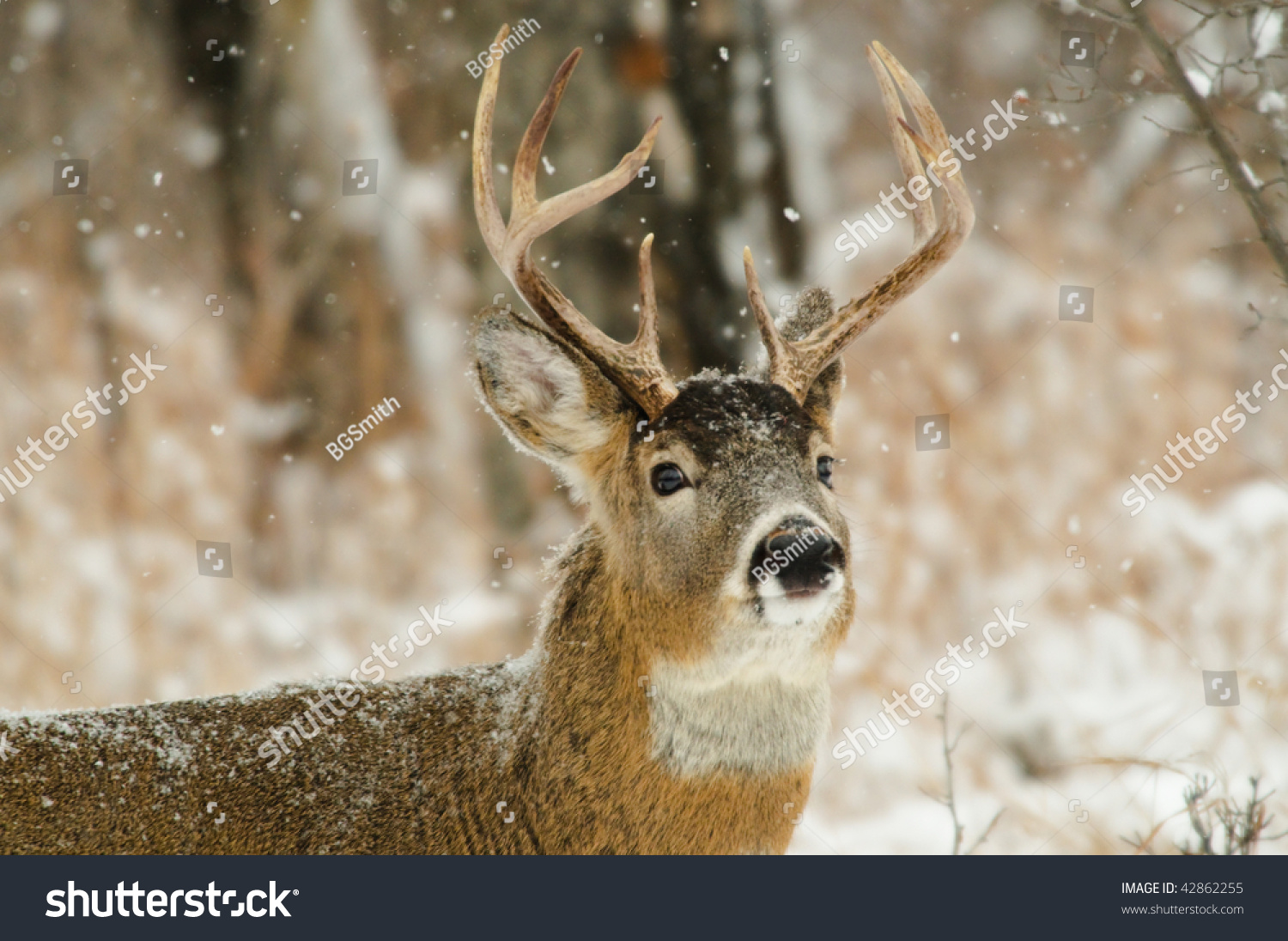 Male White Tailed Deer In The Forest In Winter Stock Photo 42862255 ...