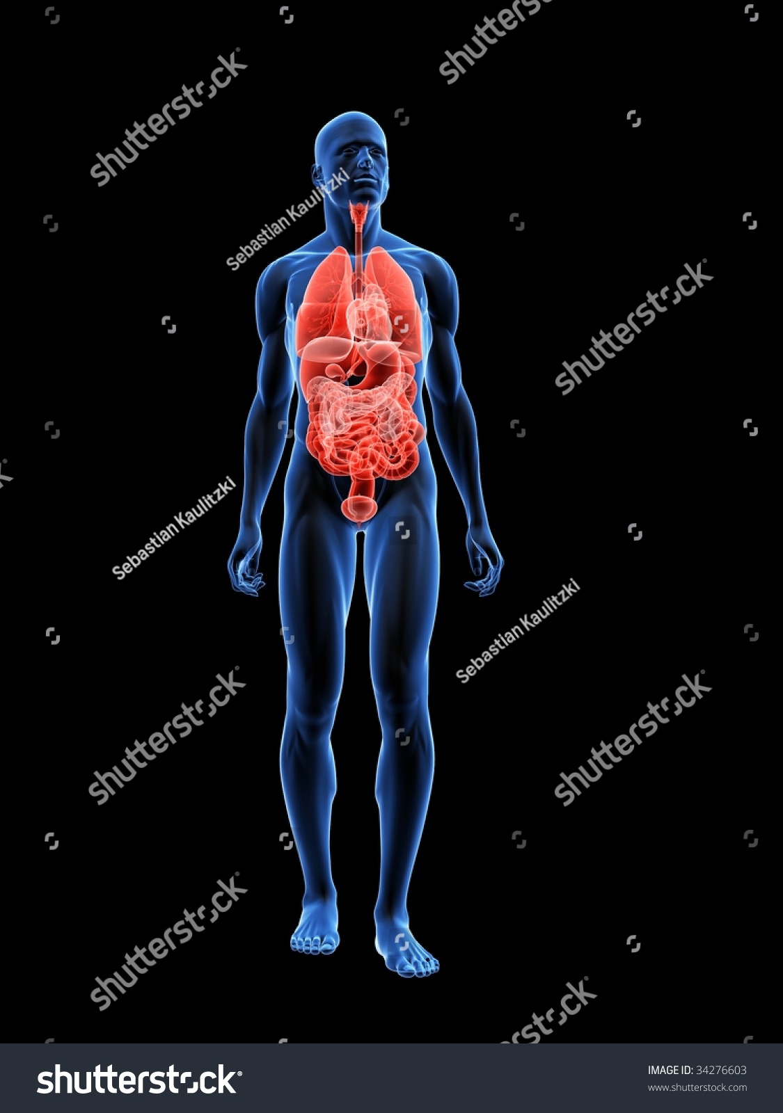 Male X-Ray Anatomy Stock Photo 34276603 : Shutterstock