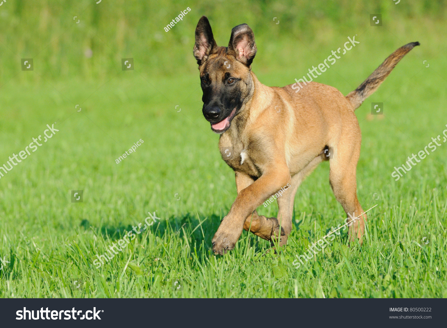 belgian malinois puppies 6 months malinois puppy dog 4 months old stock photo 80500222 shutterstock belgian malinois puppies 6 months malinois puppy dog 4 months old stock photo 80500222 shutterstock