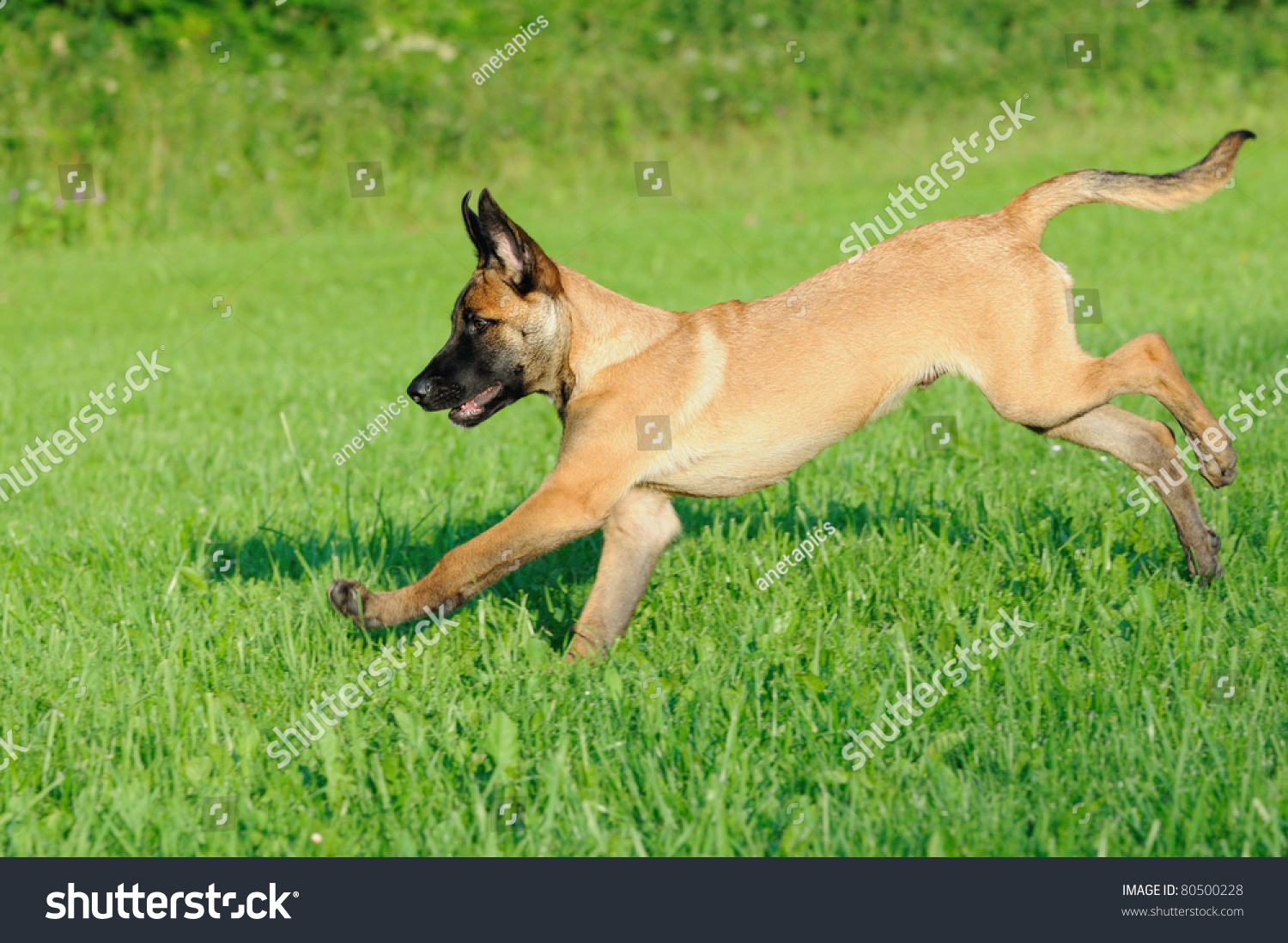 4 month old malinois