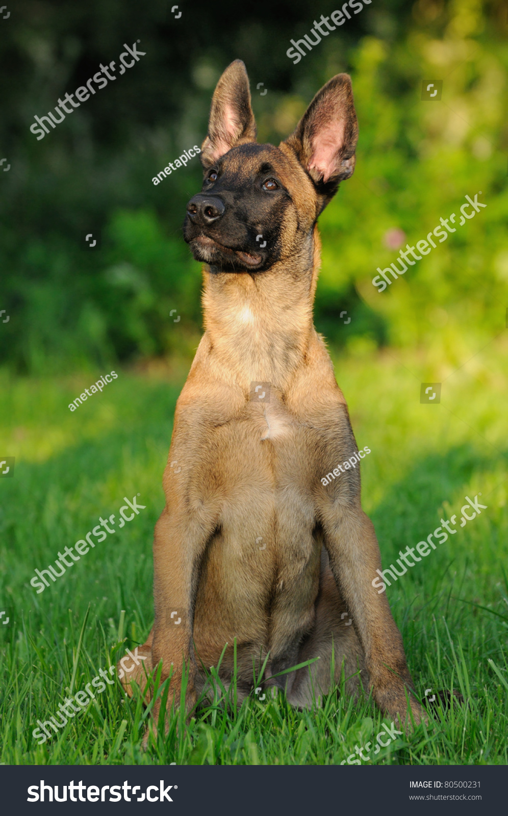 Malinois Puppy Dog 4 Months Old Portrait Belgian Sheepdog Belgischer ...