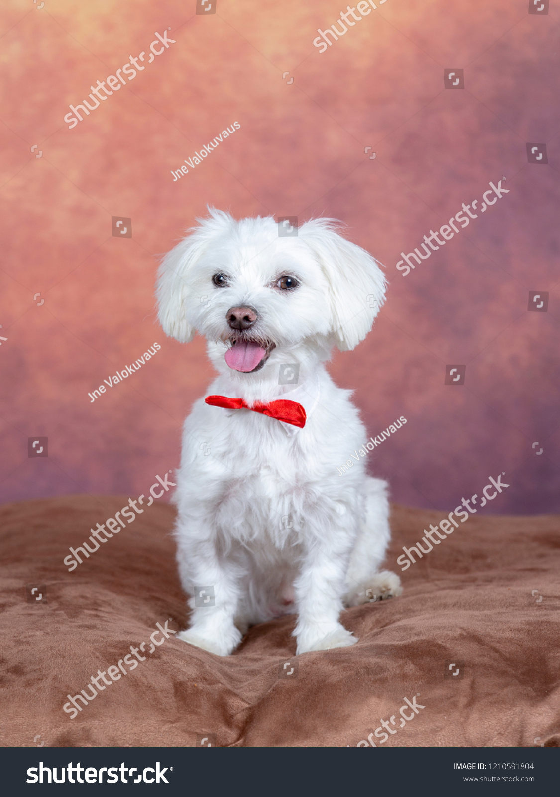 red maltese poodle