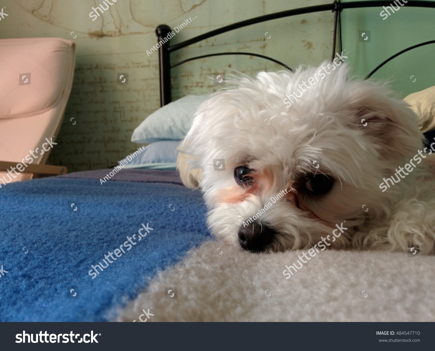 Maltese Dog Red Eyes Looking Cuddles Stock Photo Edit Now 484547710