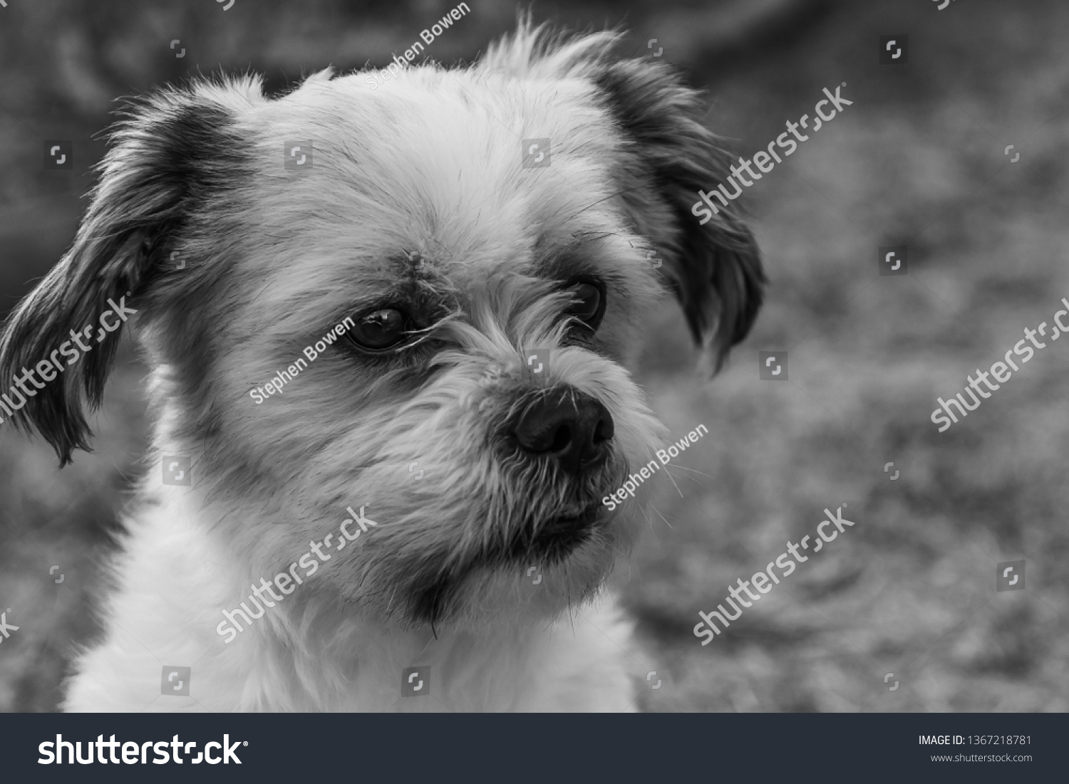 Maltese Shih Tzu Black White Stock Photo (Edit Now) 1367218781