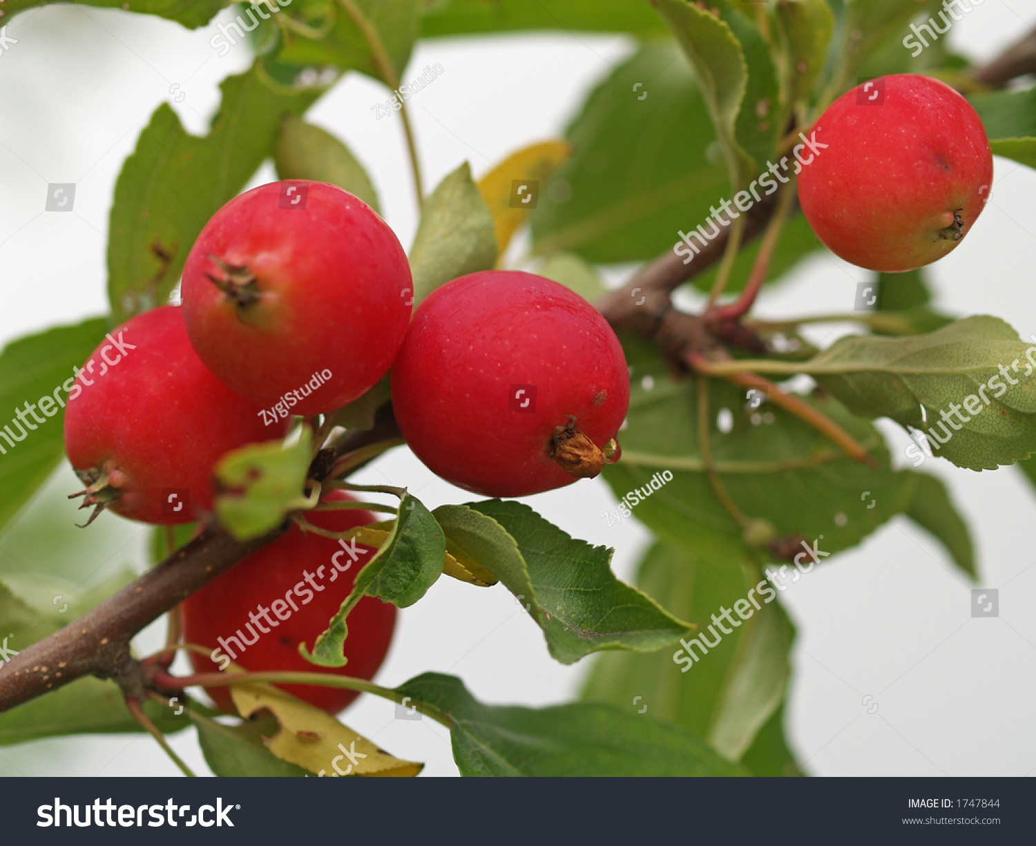 Chinese (apple plum) is a paradise tree Chinese (apple plum) is a paradise tree