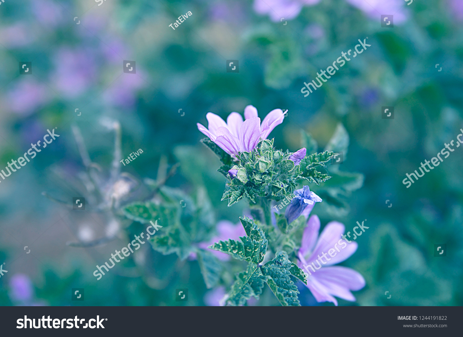 Malva Sylvestris Mallow Flowering Herb Weed Stock Photo Edit Now 1244191822