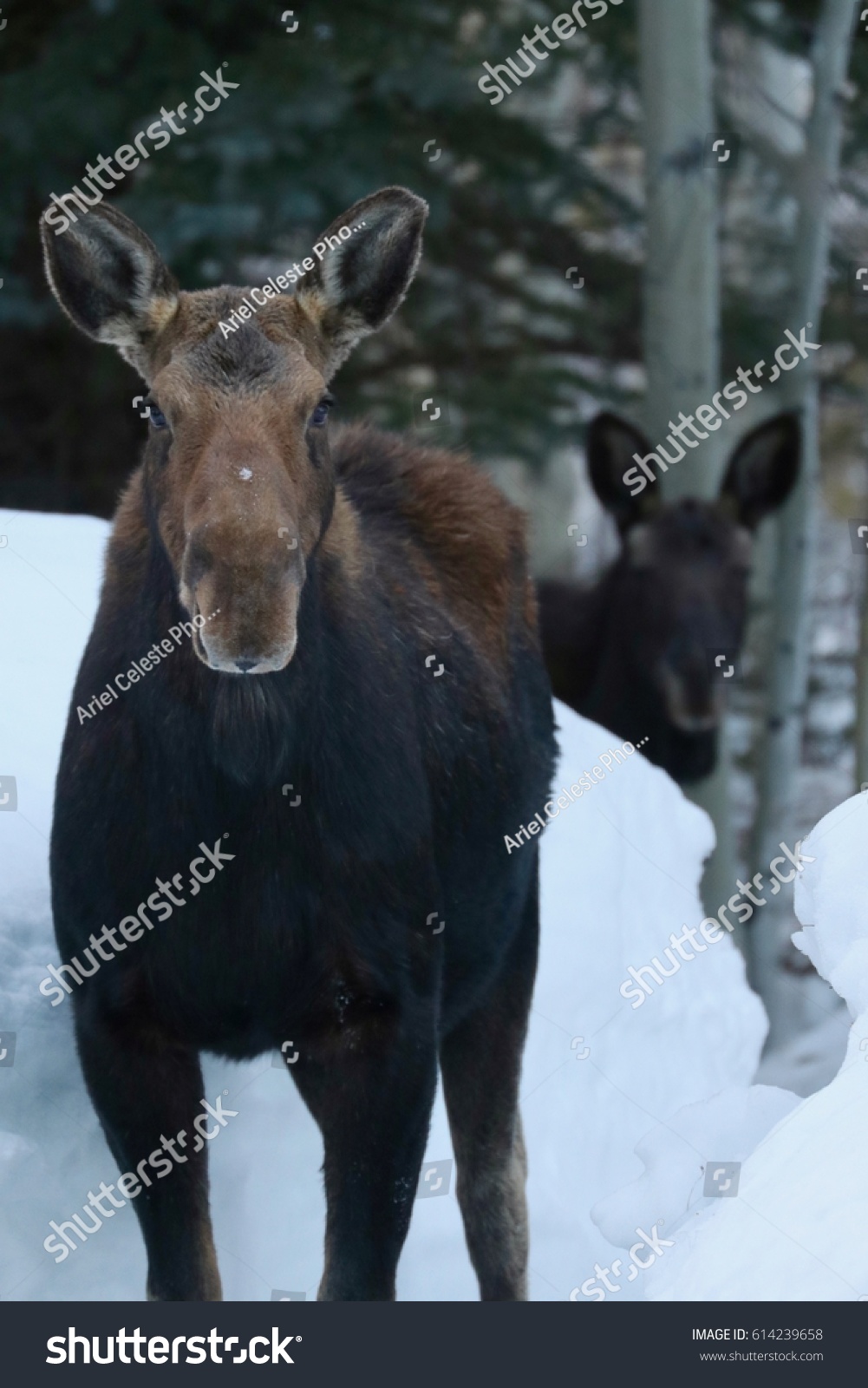 Mama Moose Baby Following Through Snow Stock Photo Edit Now