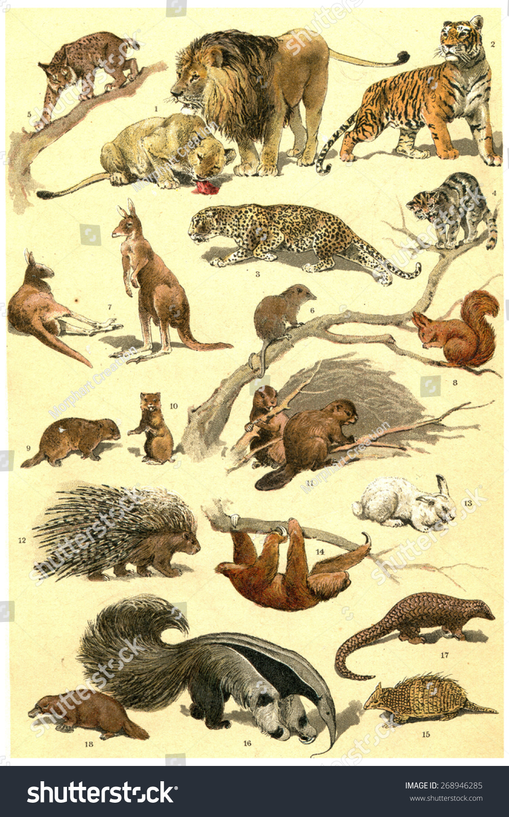 Mammals Forest Animals Vintage Engraved Illustration Stock Illustration ...