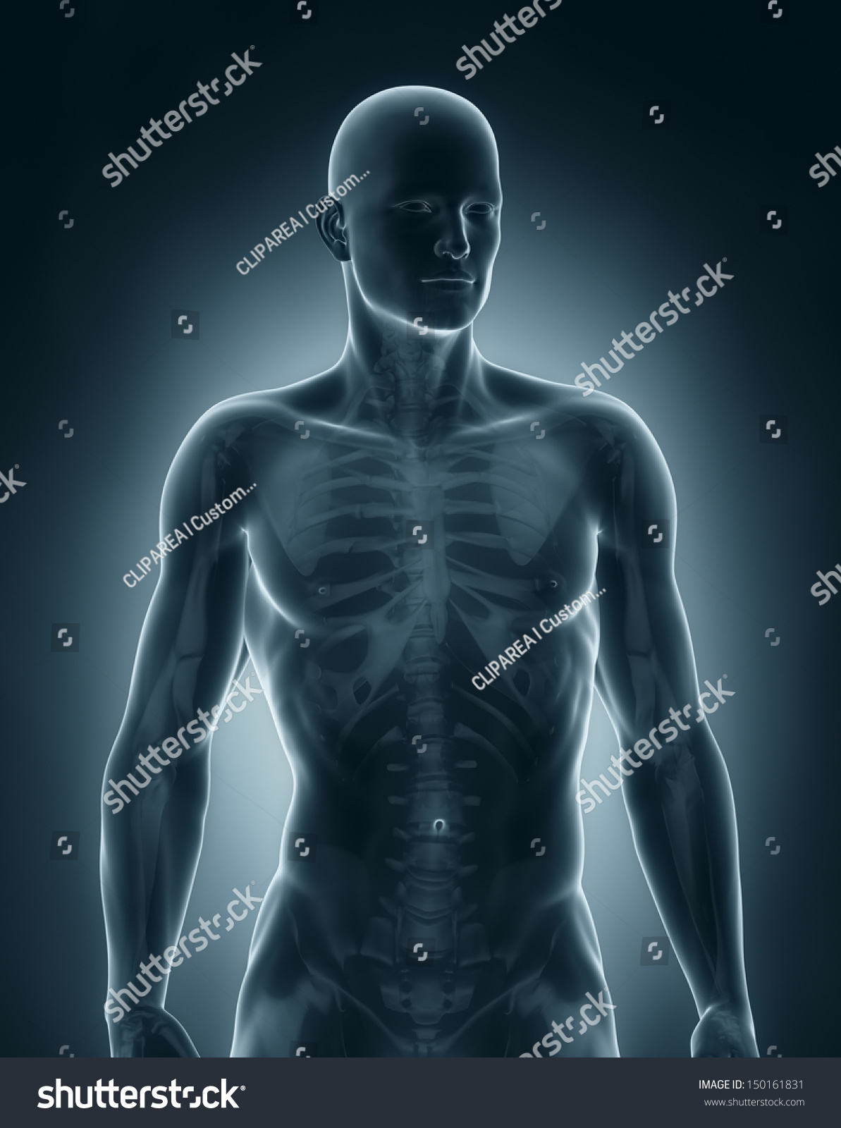 Man Anatomy Anterior View Stock Photo 150161831 : Shutterstock