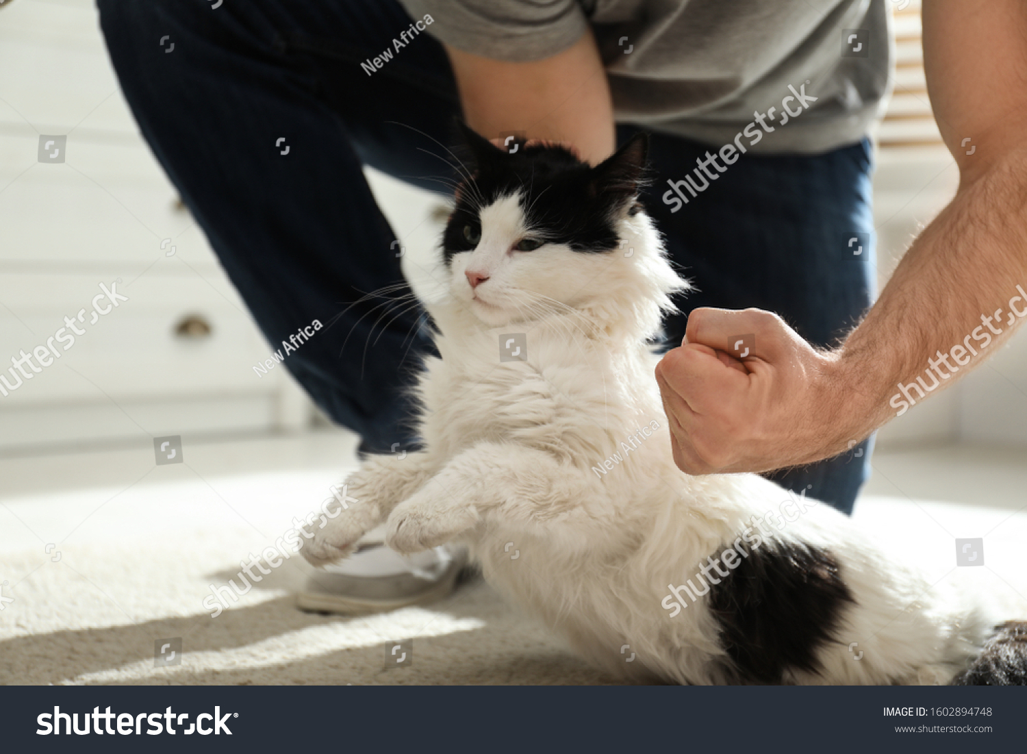 Man Beating Cat Home Closeup Hands Stock Photo 1602894748 Shutterstock   Stock Photo Man Beating Cat At Home Closeup Of Hands Domestic Violence Against Pets 1602894748 