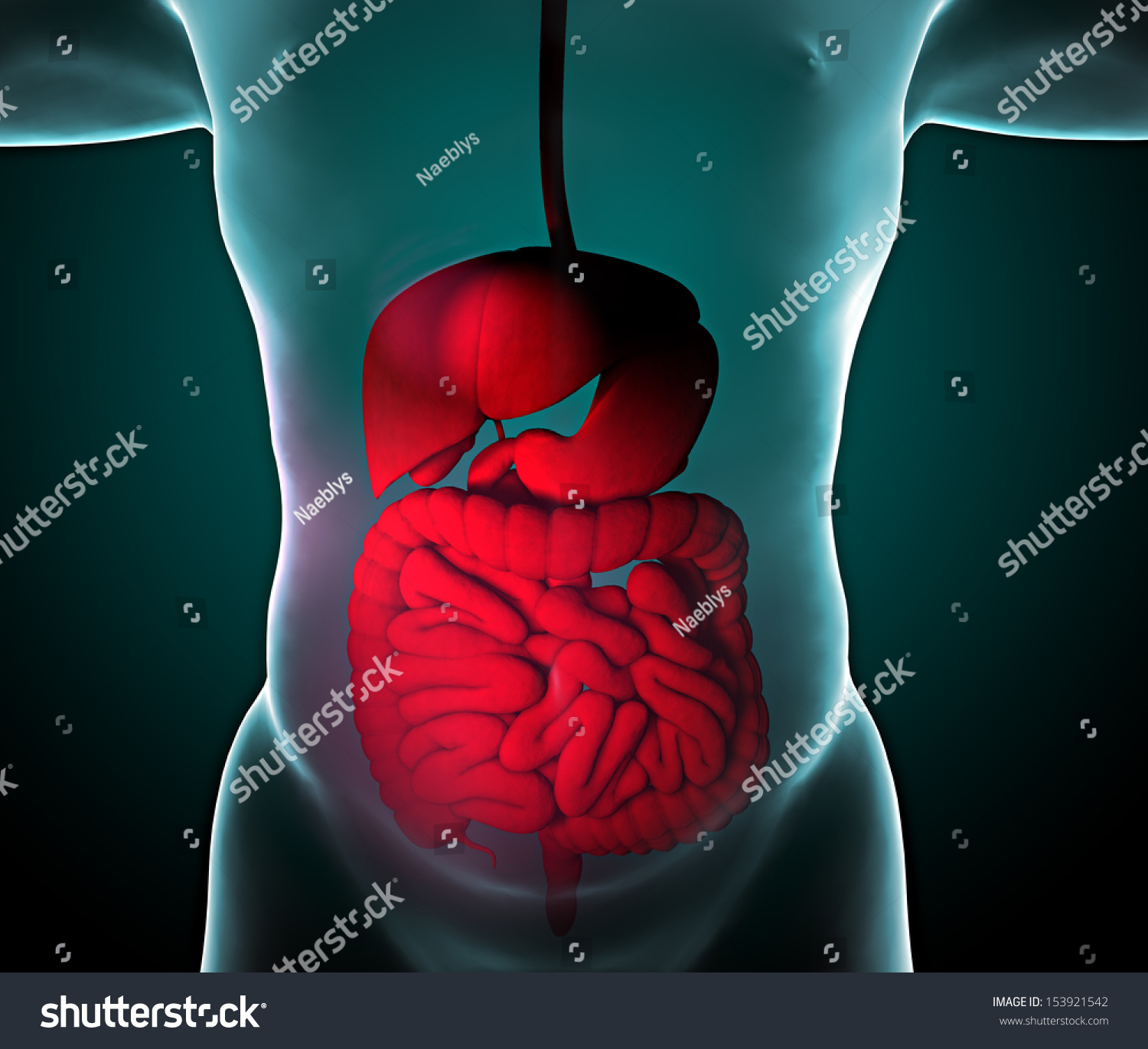 Man Bowel X-Ray Digestive System Stock Photo 153921542 : Shutterstock