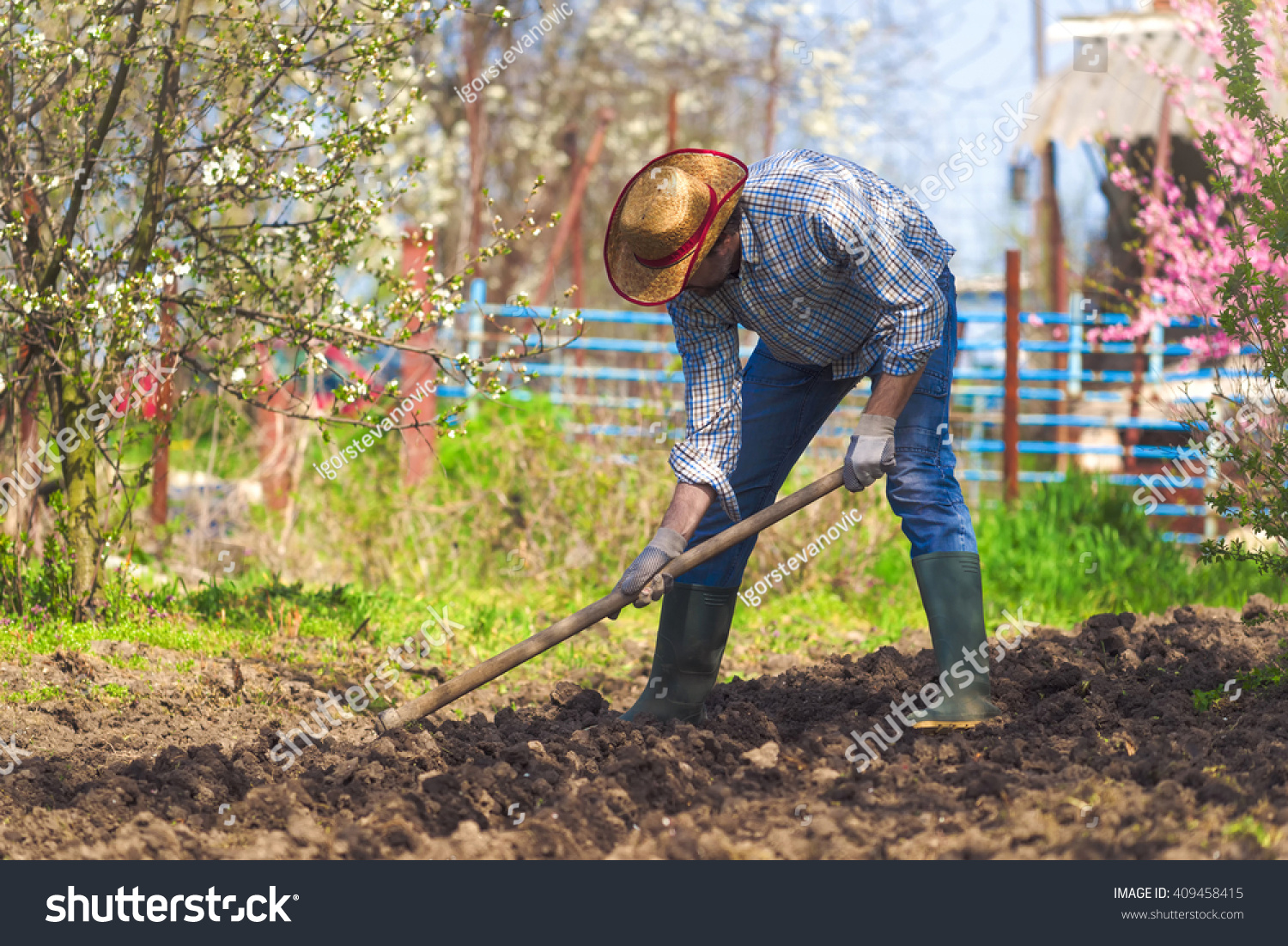 Man Hoeing Vegetable Garden Soil New Stock Photo 409458415 - Shutterstock