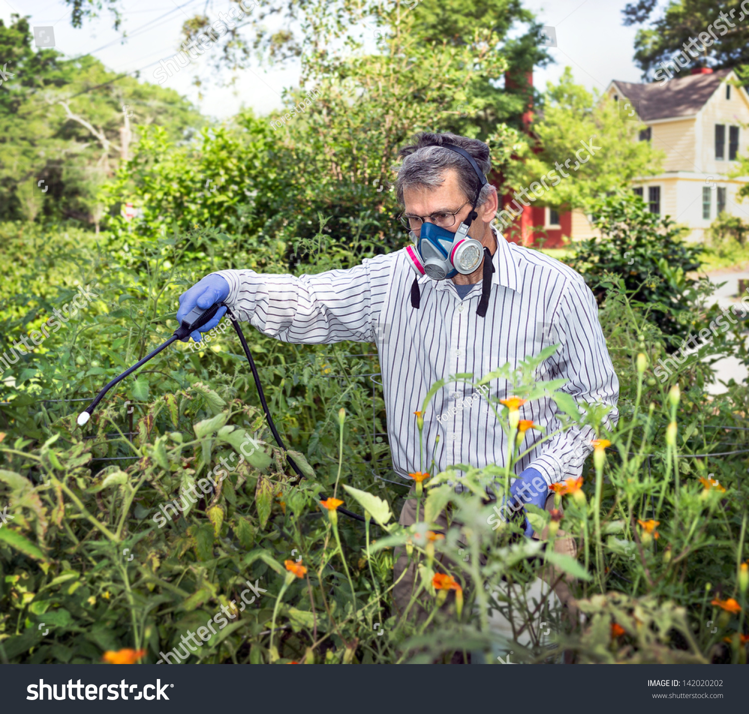 Download Man Face Mask Gloves Spraying Insecticide Stock Photo Edit Now 142020202 PSD Mockup Templates