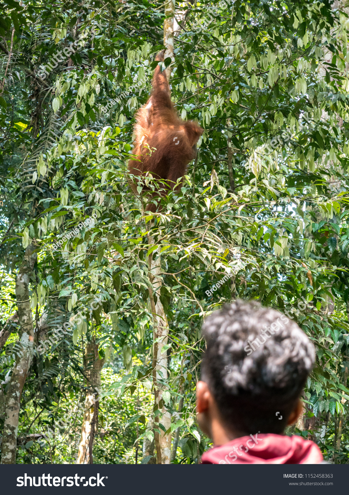 Man Look Orangutan Bukit Lawang Climbing Stock Photo Edit Now 1152458363