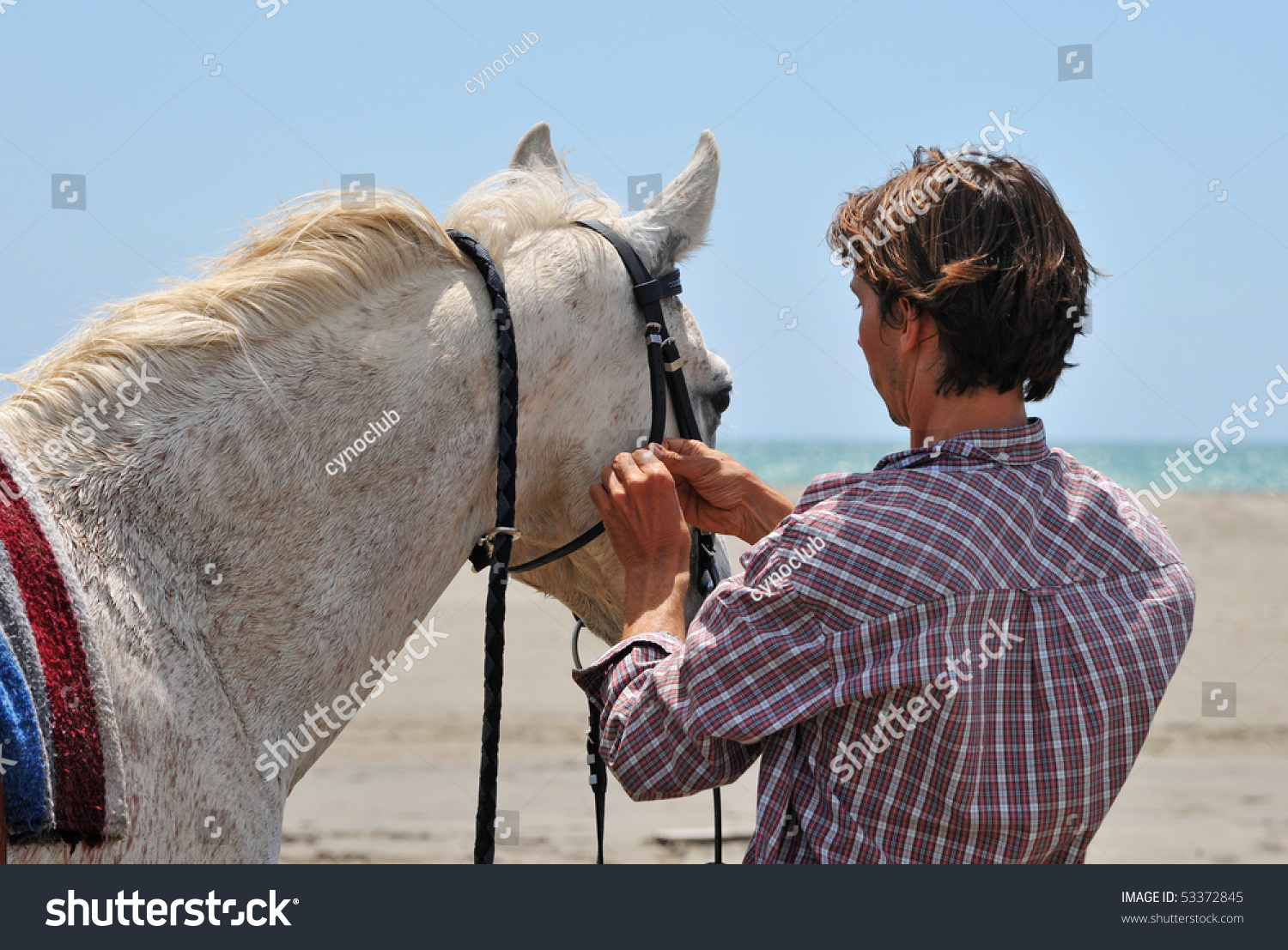 man making a bridle to his horse on a beach