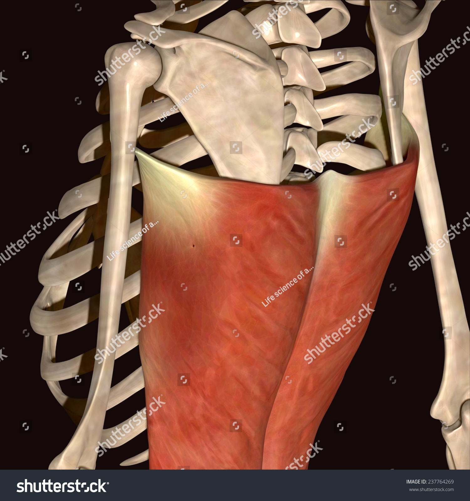 Man Muscles Anatomy Side View Stock Illustration 237764269 - Shutterstock