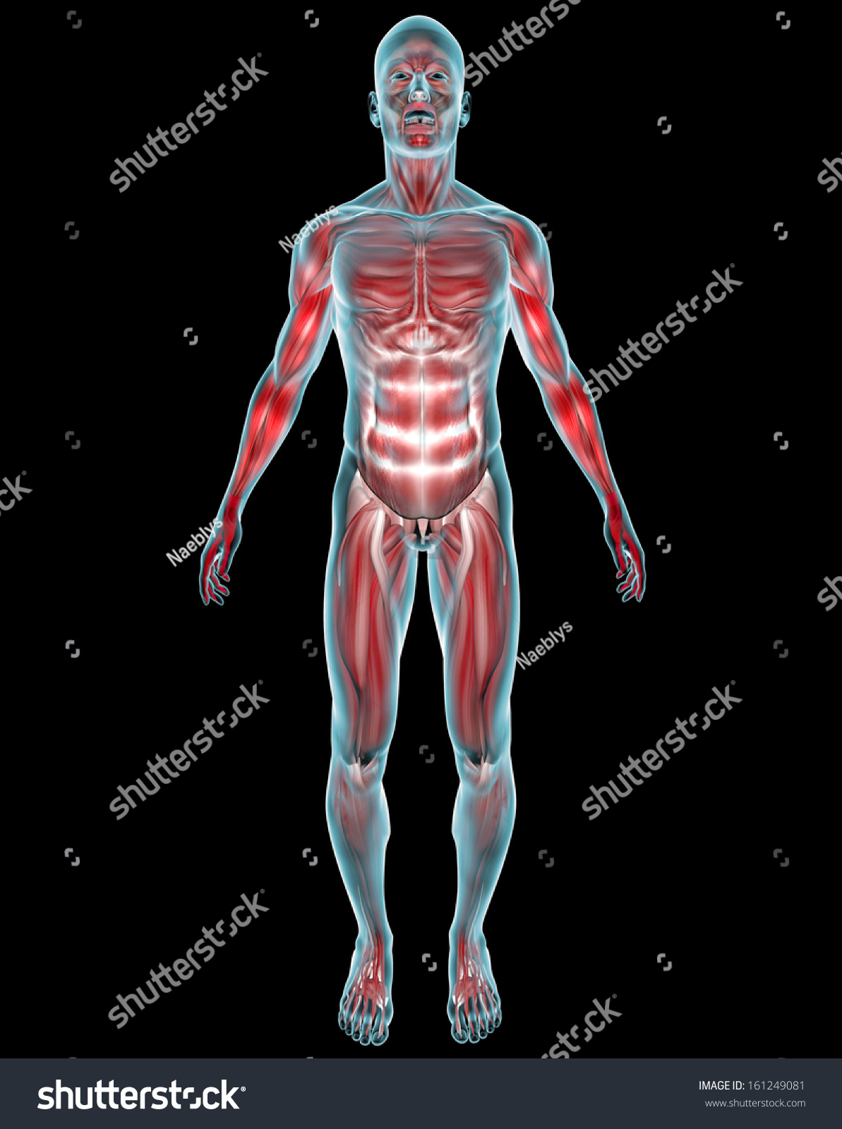 Man Muscles Human Body Xray Front Stock Illustration 161249081