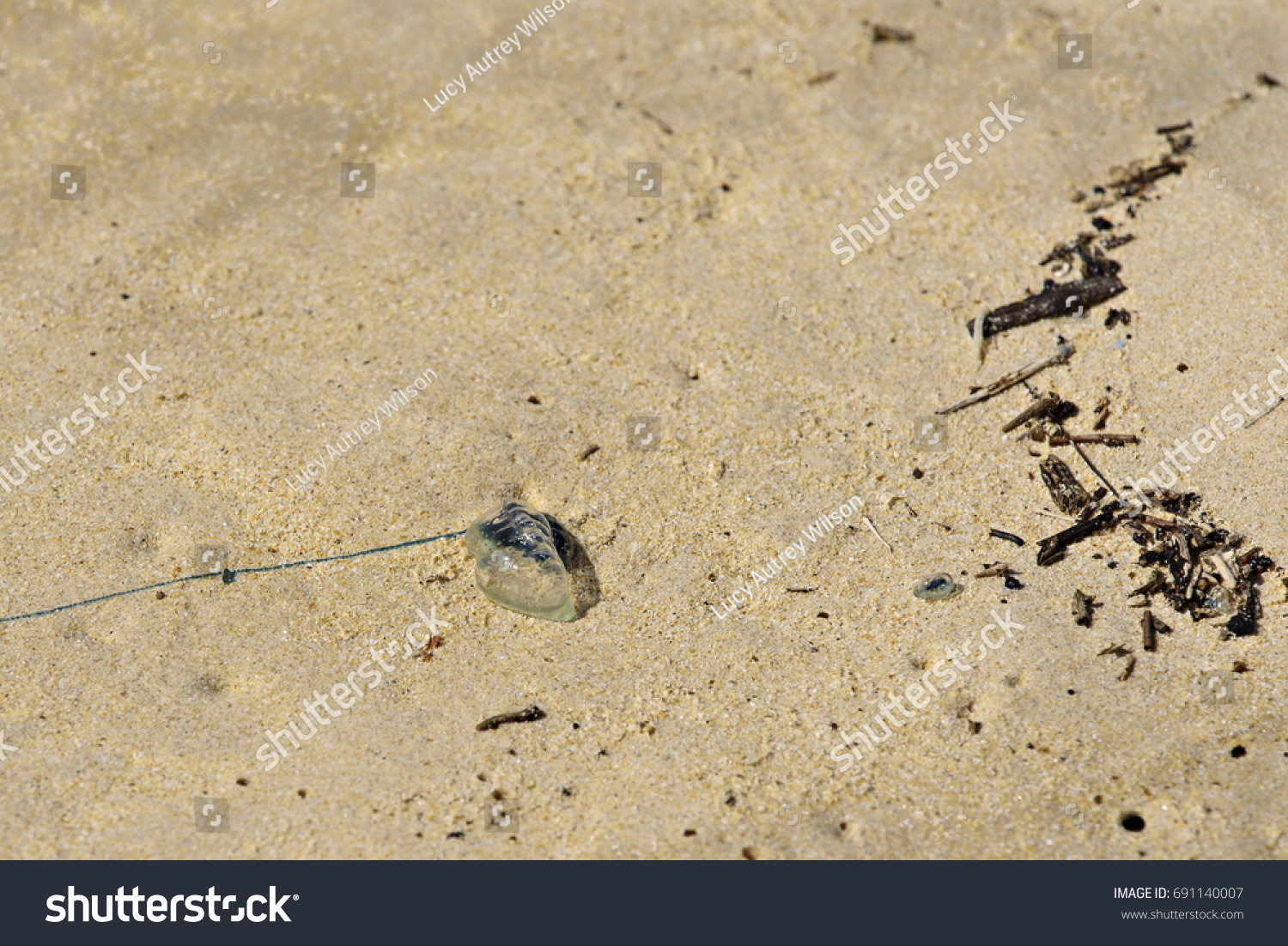 1 Man of war jellyfish parts Images, Stock Photos & Vectors | Shutterstock