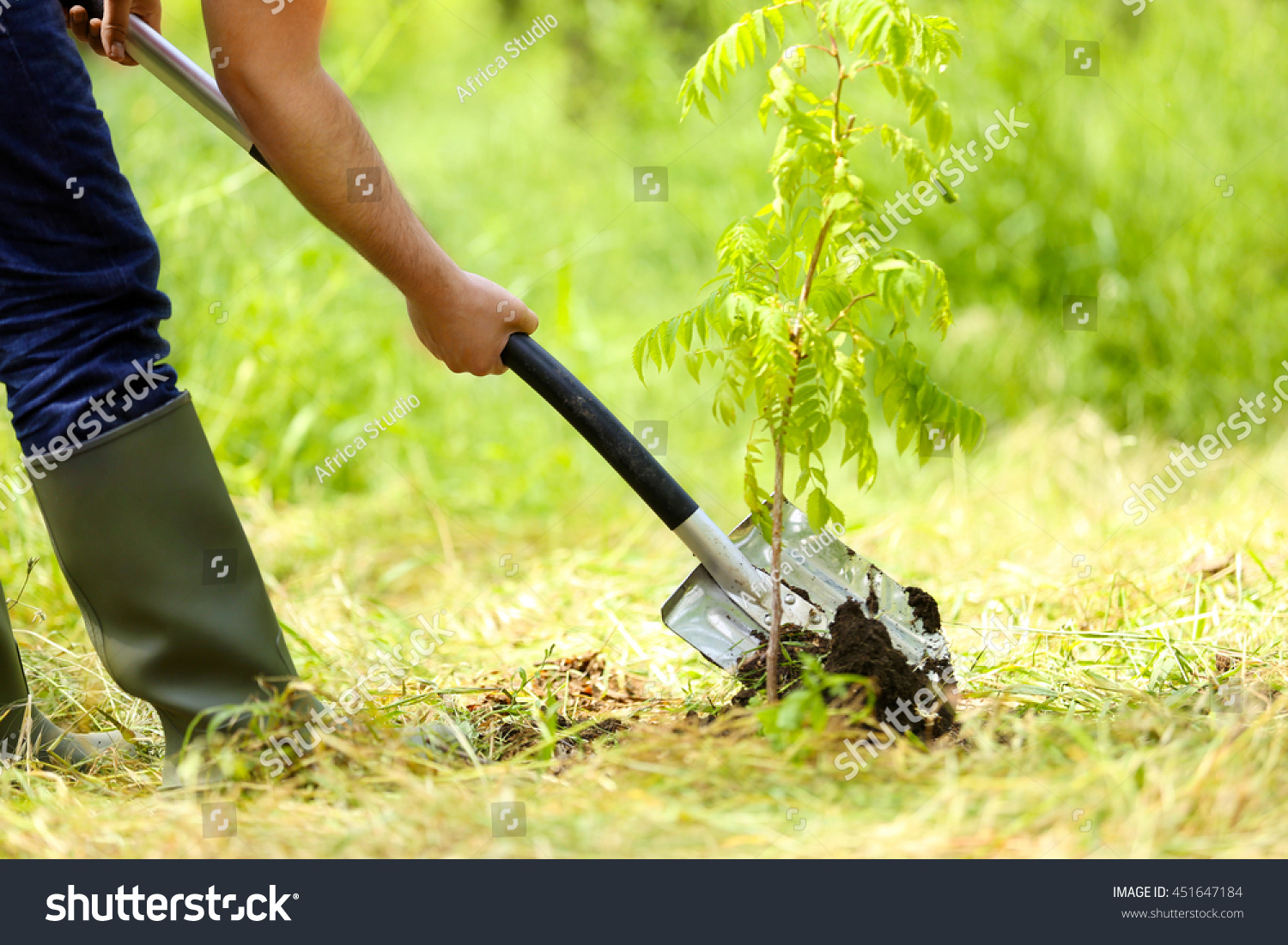 Man Planting Tree In Garden Stock Photo 451647184 : Shutterstock