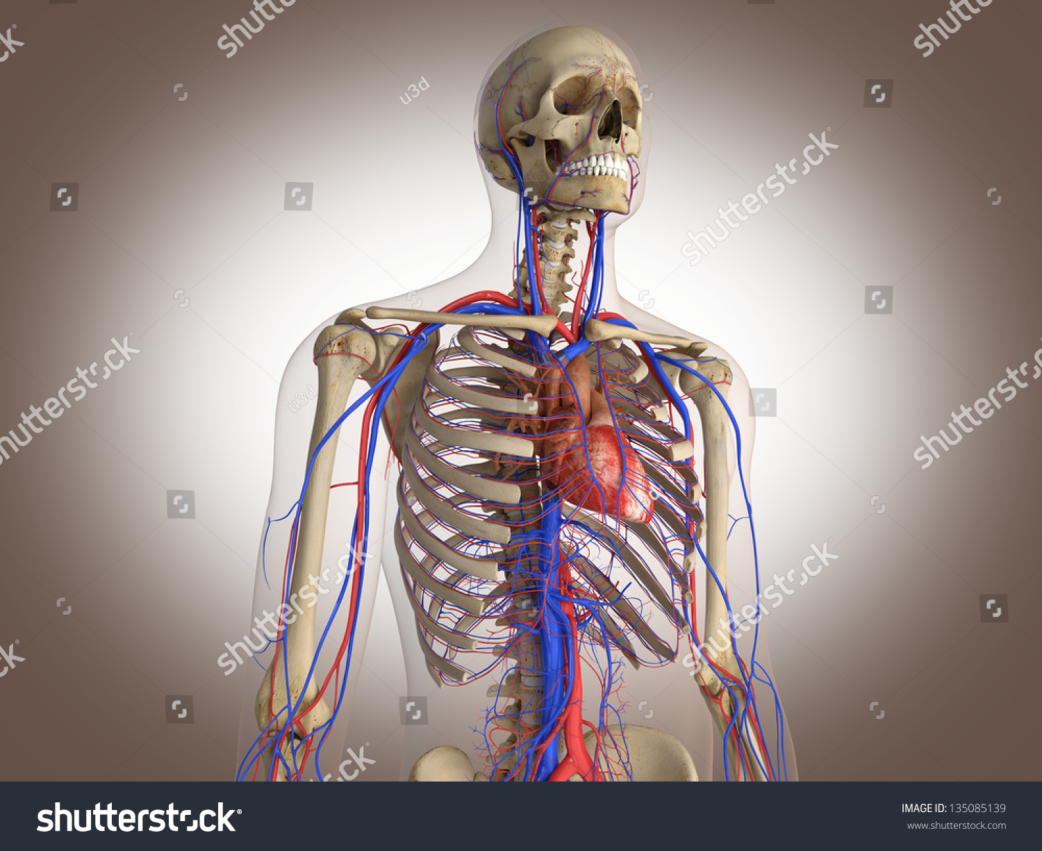 Man Skeleton With Internal Organs. 3 D Digital Rendering. Stock Photo ...