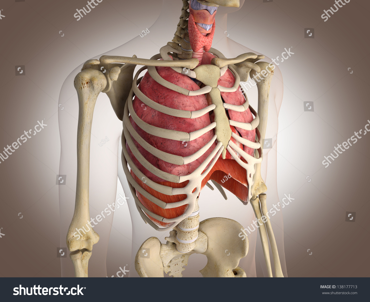 Man Skeleton Internal Organs 3 D Stock Illustration 138177713