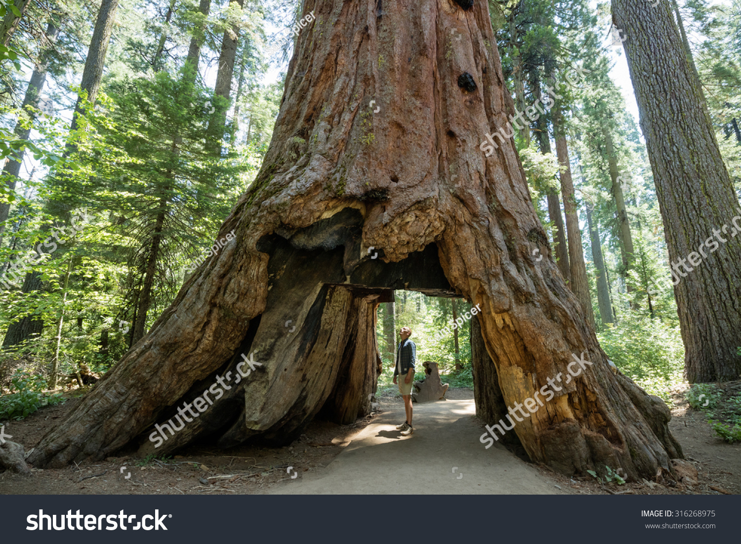 Wood-national Images, Stock Photos & Vectors | Shutterstock