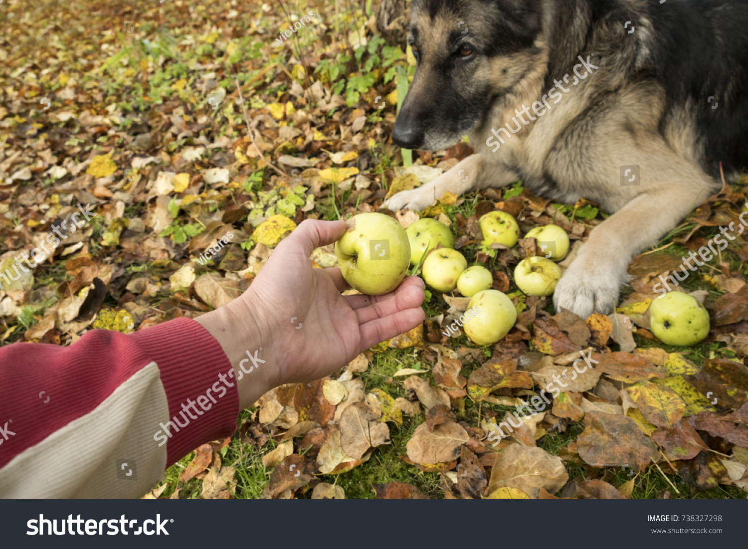 man teasing dog about food