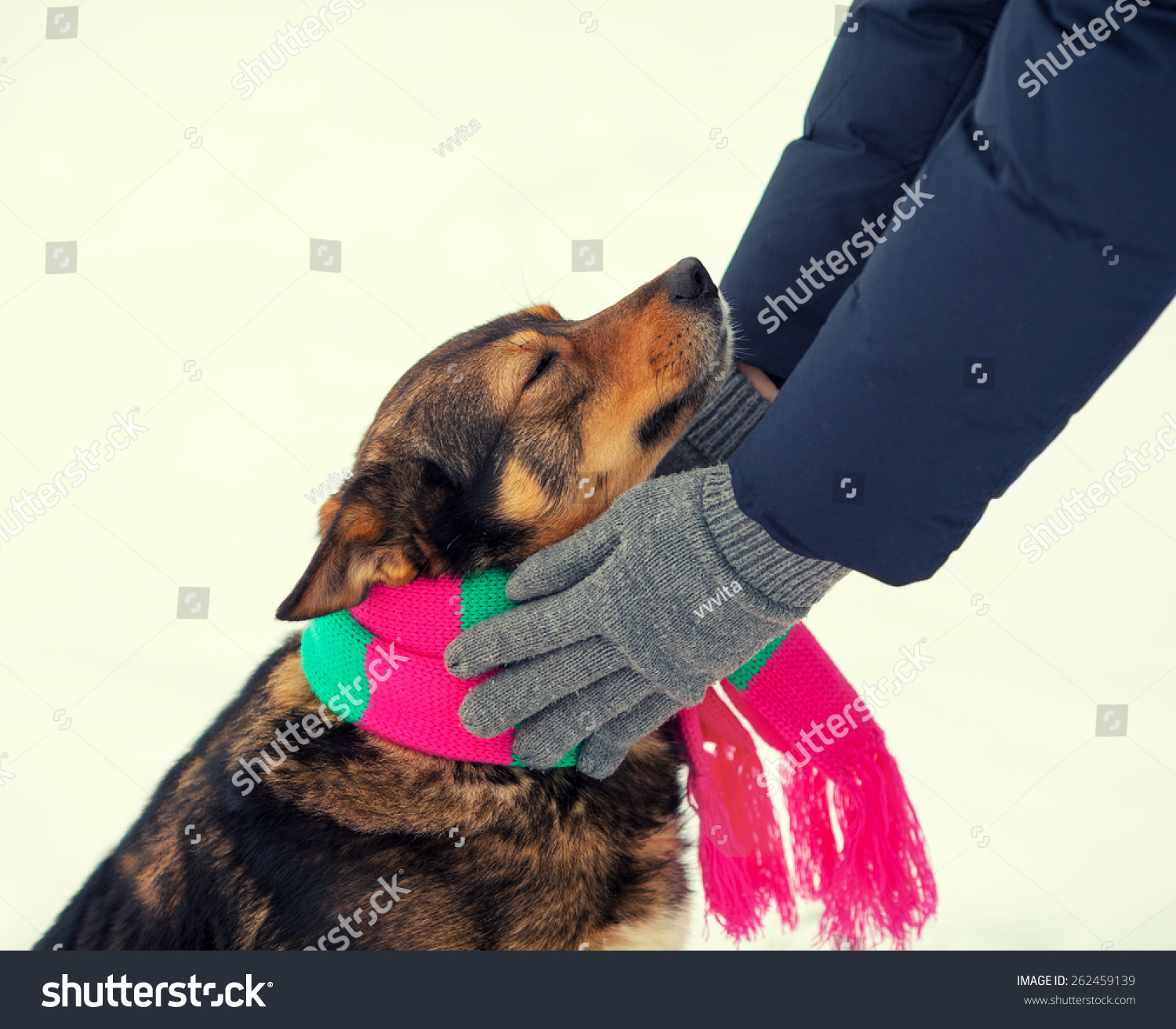 scarf on dog