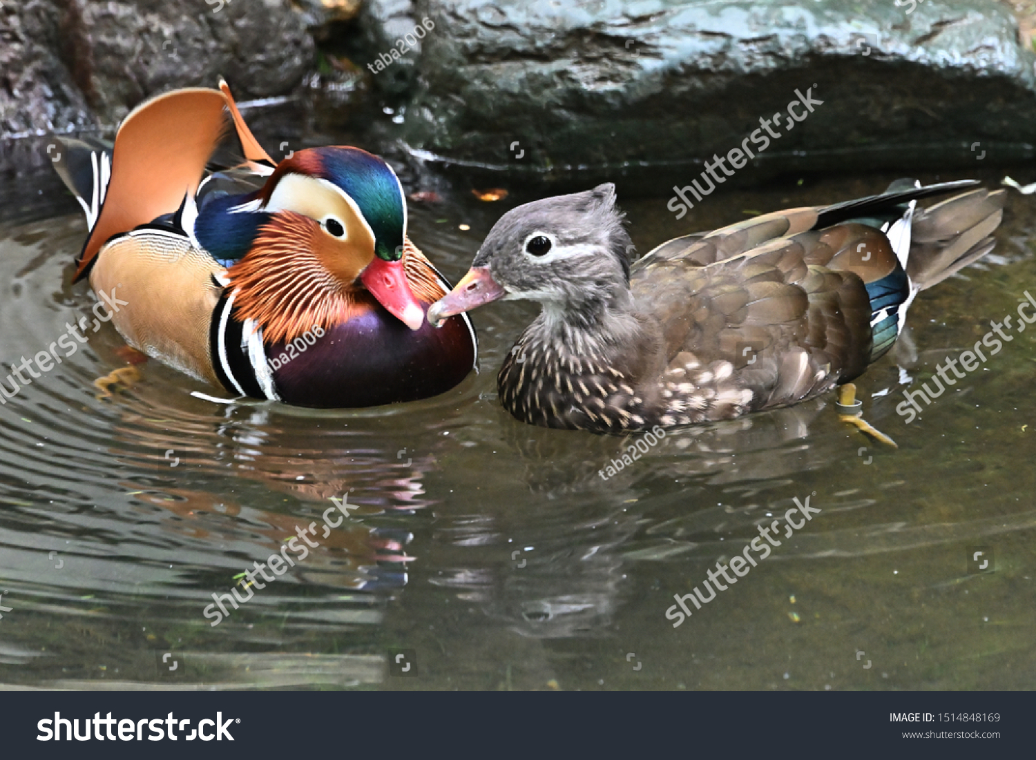 duck-couple-images-stock-photos-vectors-shutterstock