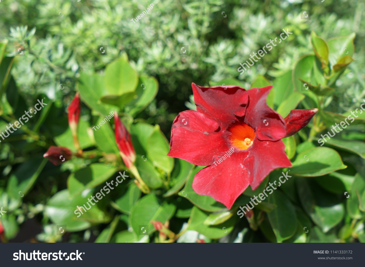 Mandevilla Sanderi Dipladenia Sanderi Brazilian Jasmine Arkivfoto Rediger Na 1141333172