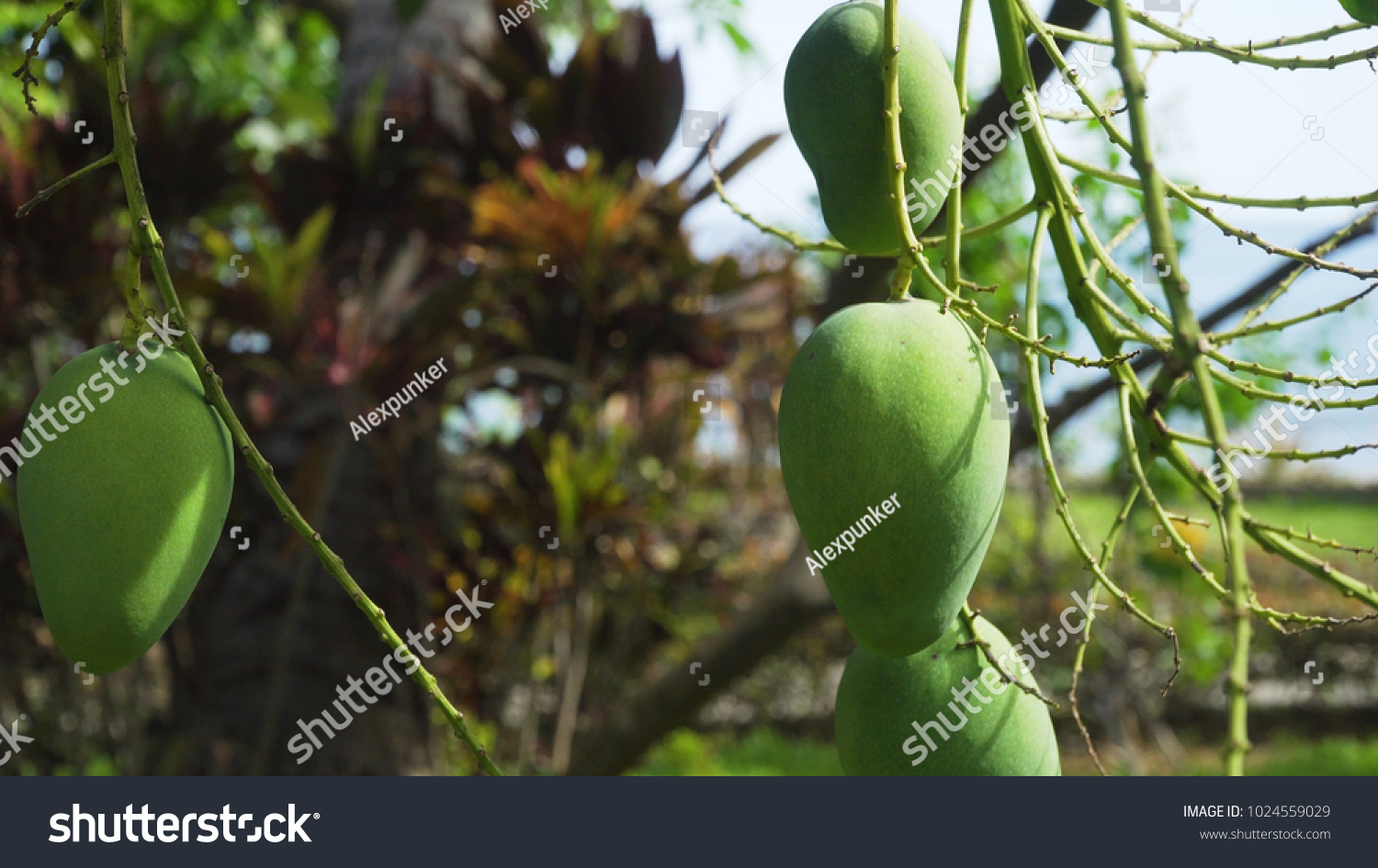 Mango Tree Fruits Bunch Green Mango Stock Image Download Now