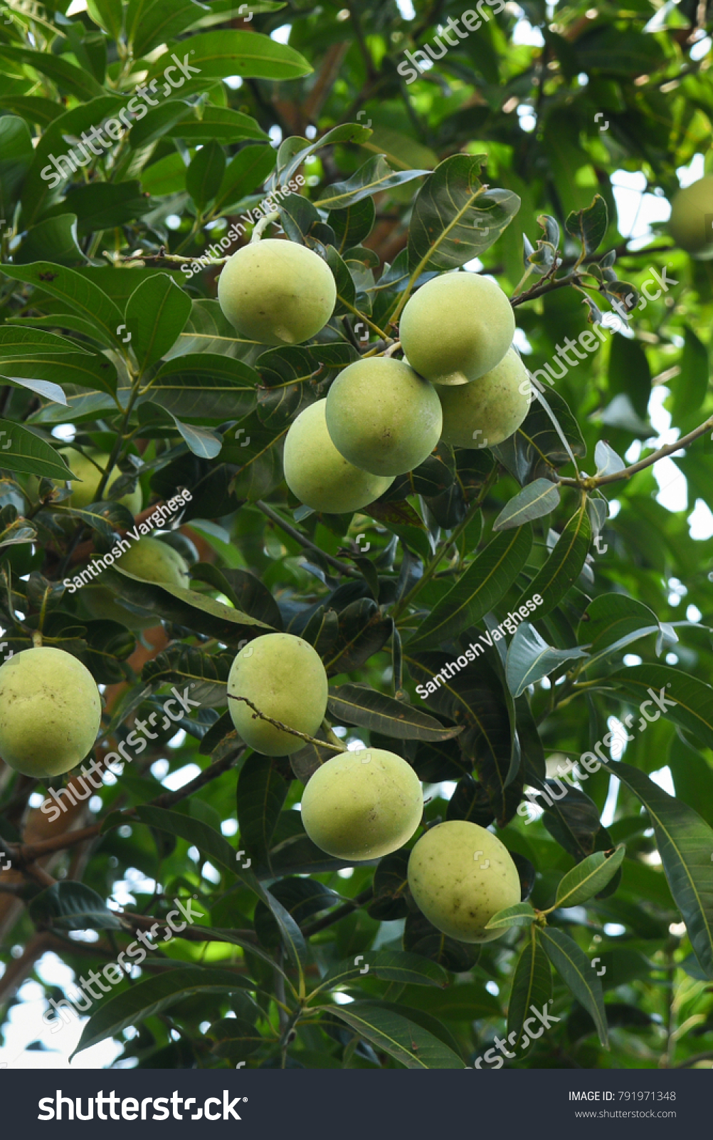 Mango Tree Hanging Green Mangoes Organic Stock Photo 791971348 ...