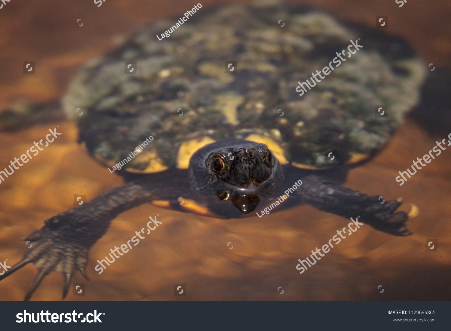 Mangrove Diamondback Terrapin Malaclemys Terrapin Rhizophorarum Stock ...